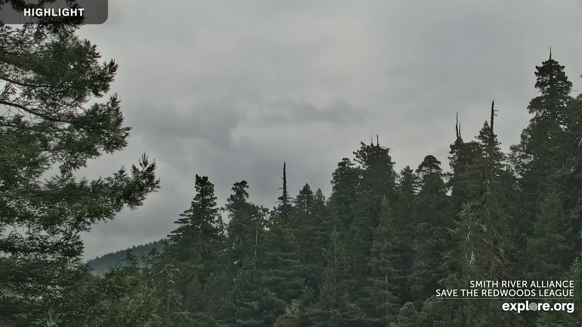 Crescent City, Jedediah Smith Redwoods State Park & Smith River Live Cam - Crescent City, Del Norte, California, USA