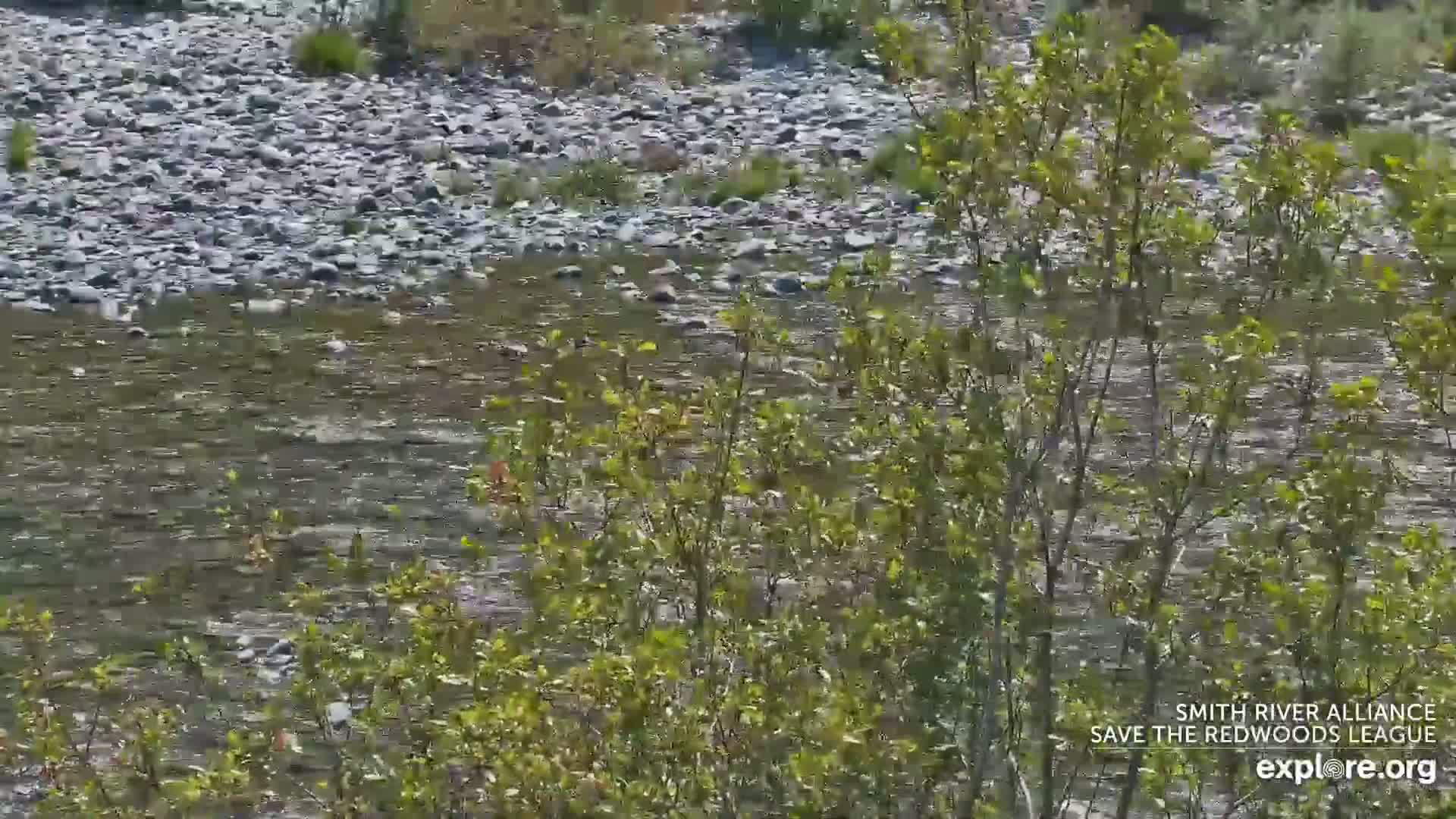 Crescent City, Jedediah Smith Redwoods State Park & Smith River Live Cam - Crescent City, Del Norte, California, USA