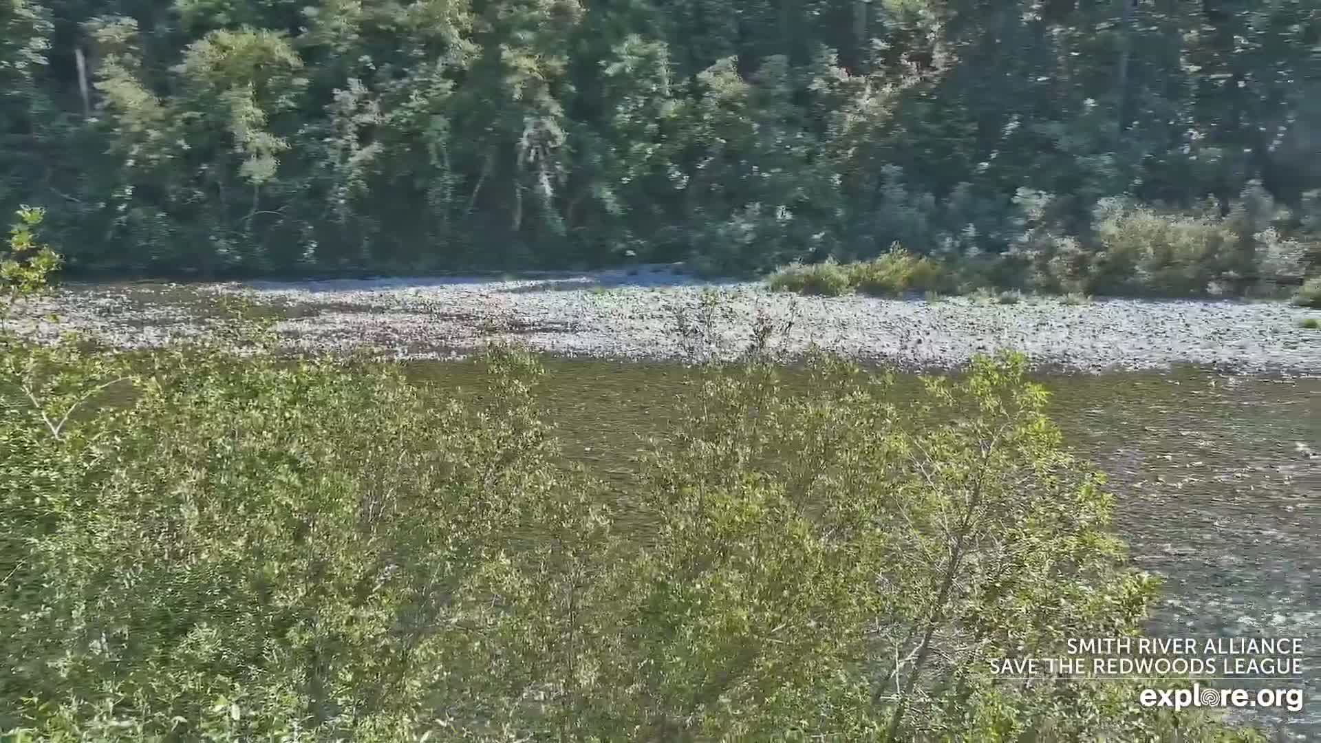 Crescent City, Jedediah Smith Redwoods State Park & Smith River Live Cam - Crescent City, Del Norte, California, USA