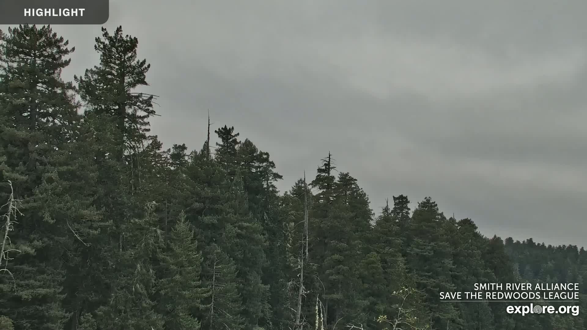 Crescent City, Jedediah Smith Redwoods State Park & Smith River Live Cam - Crescent City, Del Norte, California, USA