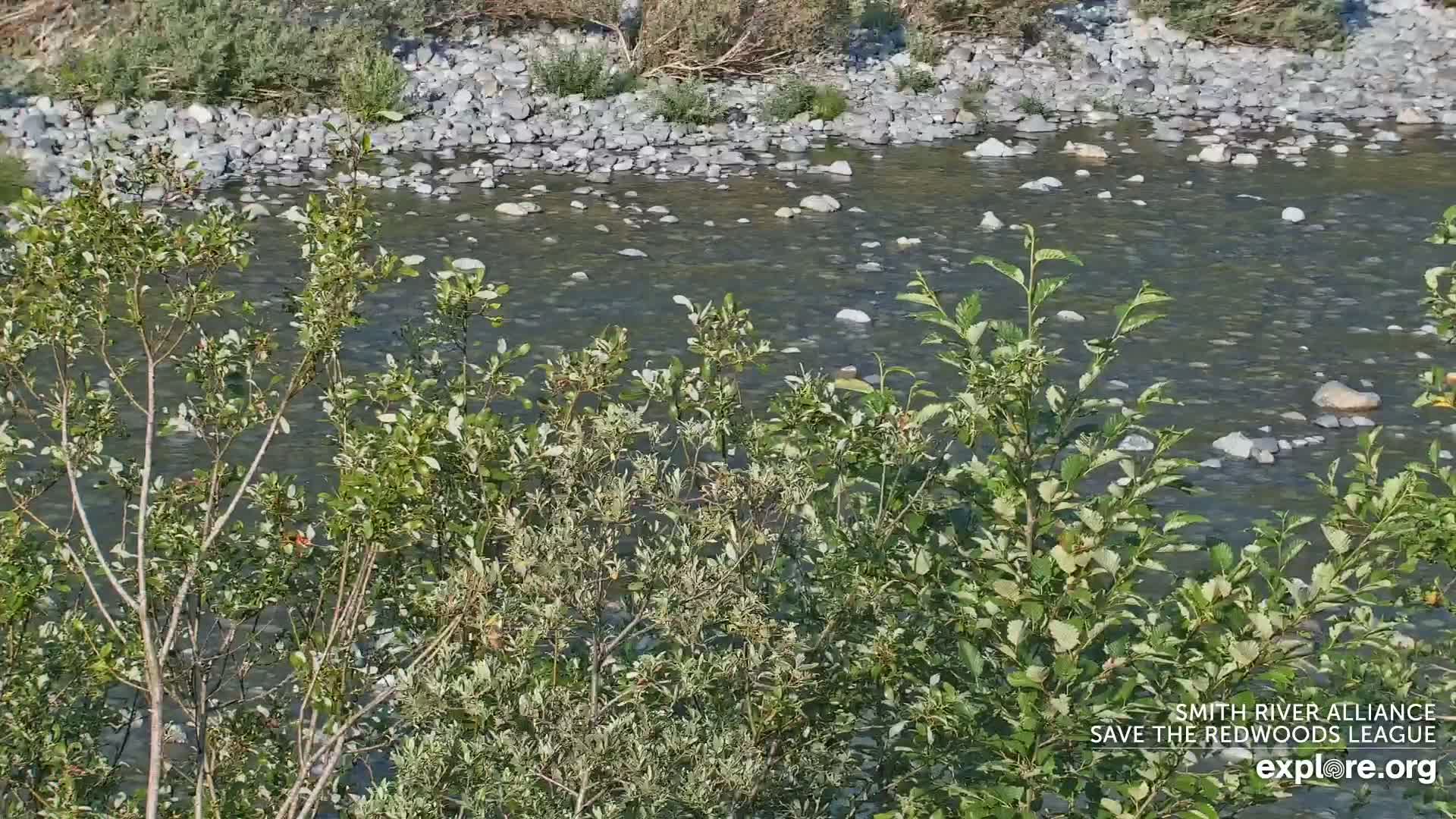 Crescent City, Jedediah Smith Redwoods State Park & Smith River Live Cam - Crescent City, Del Norte, California, USA