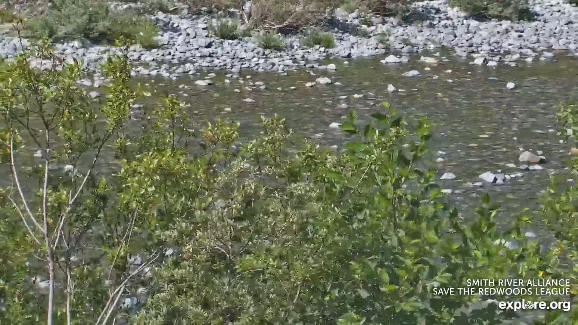 Crescent City, Jedediah Smith Redwoods State Park & Smith River Live Cam - Crescent City, Del Norte, California, USA