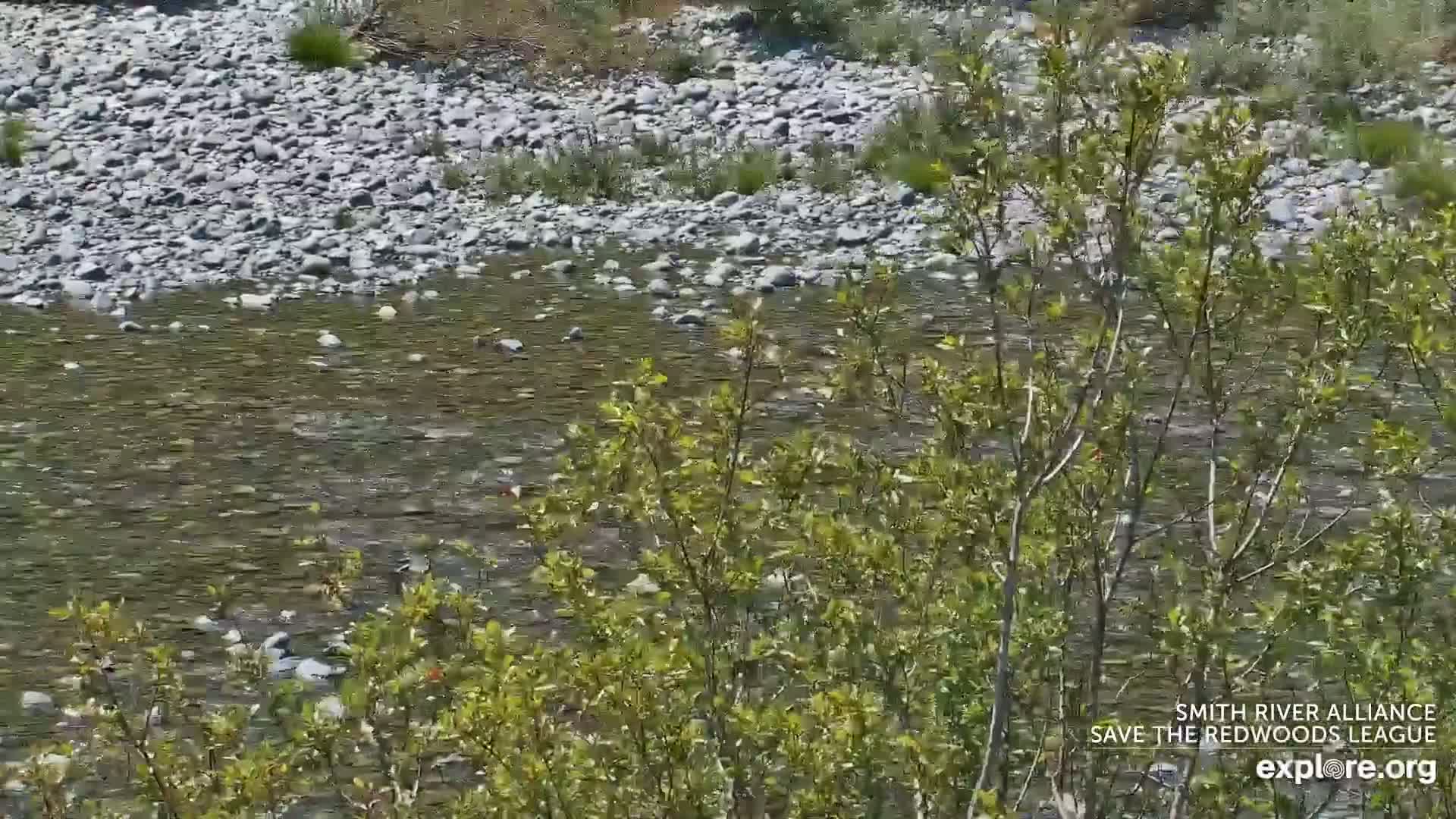 Crescent City, Jedediah Smith Redwoods State Park & Smith River Live Cam - Crescent City, Del Norte, California, USA