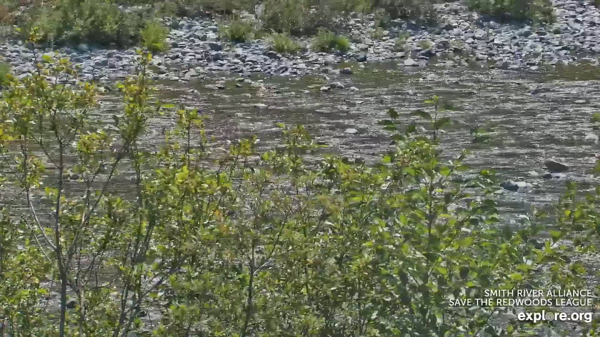 Crescent City, Jedediah Smith Redwoods State Park & Smith River Live Cam - Crescent City, Del Norte, California, USA