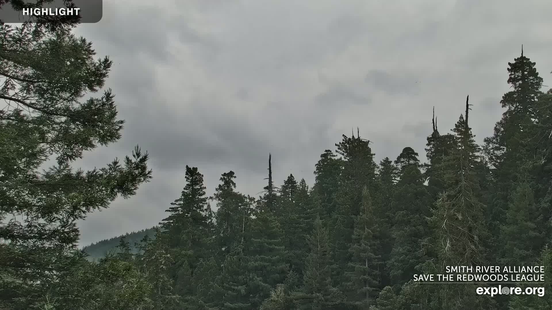 Crescent City, Jedediah Smith Redwoods State Park & Smith River Live Cam - Crescent City, Del Norte, California, USA