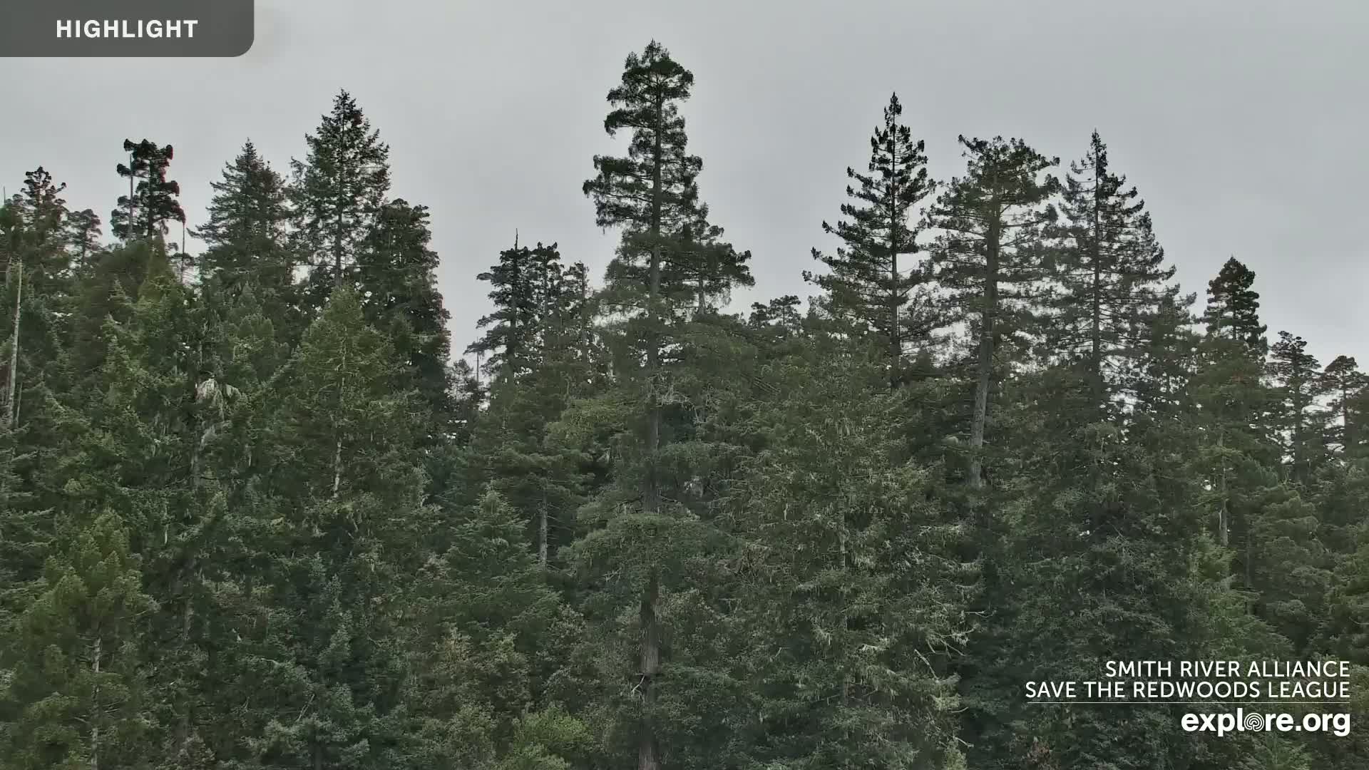 Crescent City, Jedediah Smith Redwoods State Park & Smith River Live Cam - Crescent City, Del Norte, California, USA