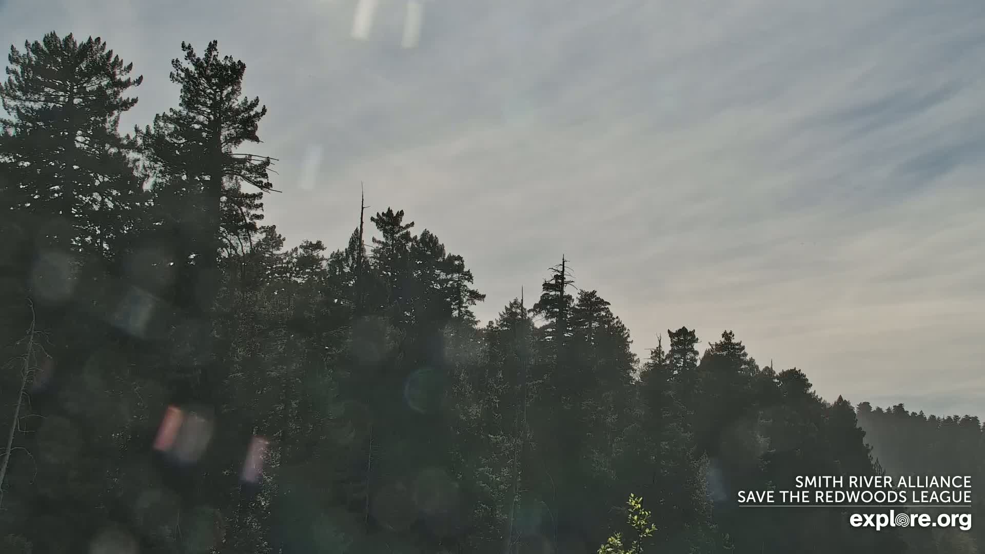 Crescent City, Jedediah Smith Redwoods State Park & Smith River Live Cam - Crescent City, Del Norte, California, USA