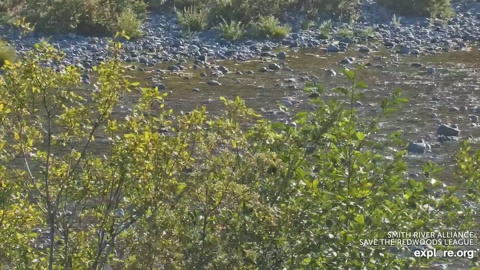 Crescent City, Jedediah Smith Redwoods State Park & Smith River Live Cam - Crescent City, Del Norte, California, USA