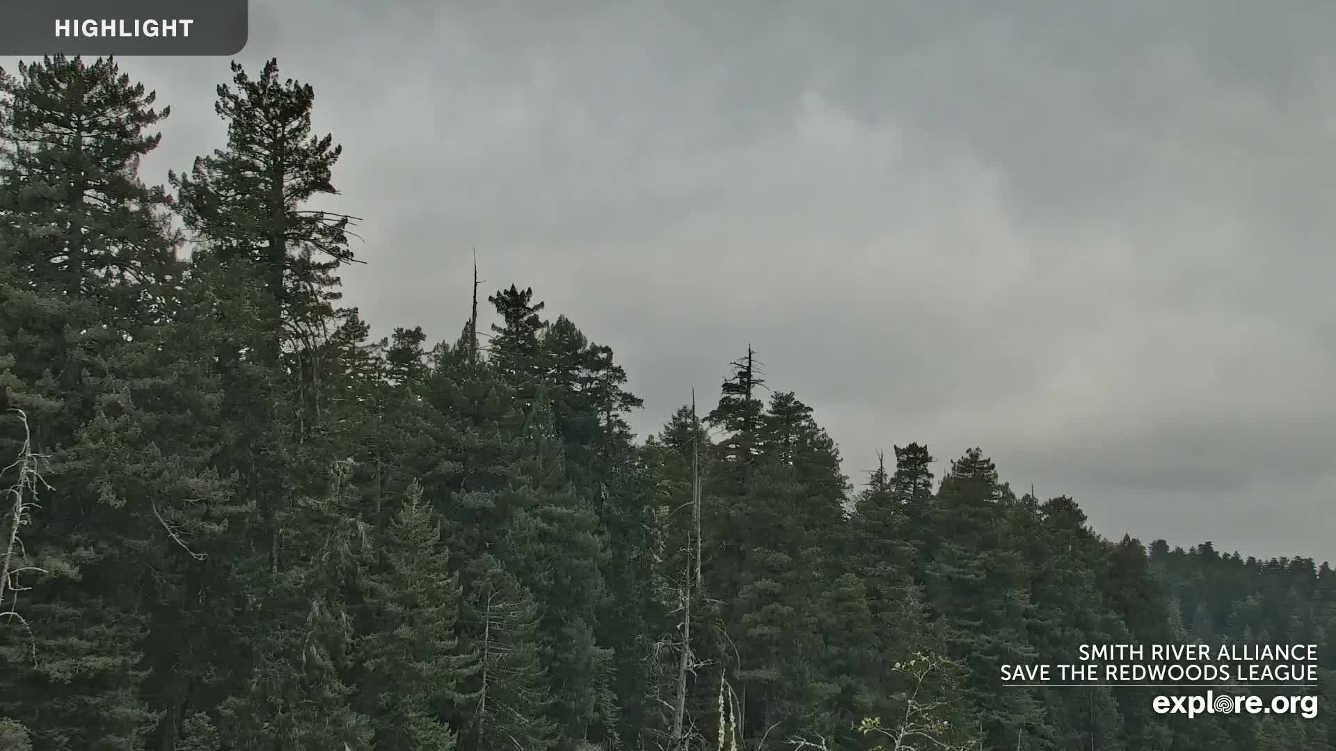 Crescent City, Jedediah Smith Redwoods State Park & Smith River Live Cam - Crescent City, Del Norte, California, USA