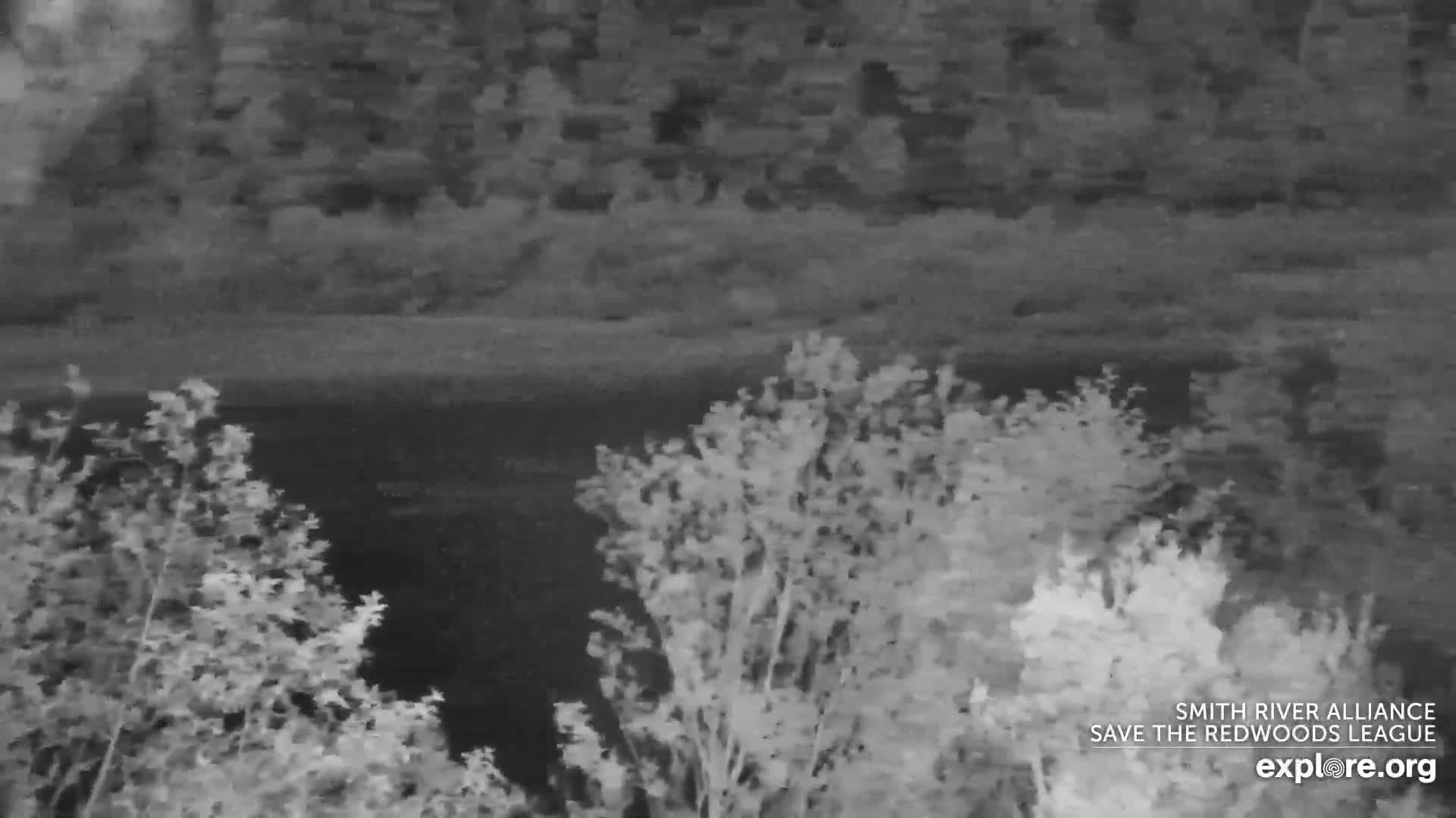 Crescent City, Jedediah Smith Redwoods State Park & Smith River Live Cam - Crescent City, Del Norte, California, USA