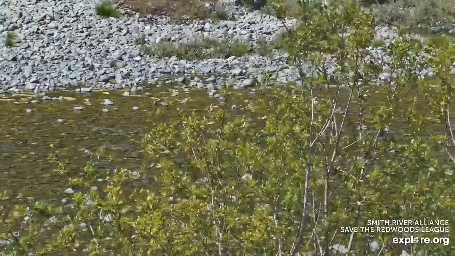 Crescent City, Jedediah Smith Redwoods State Park & Smith River Live Cam - Crescent City, Del Norte, California, USA