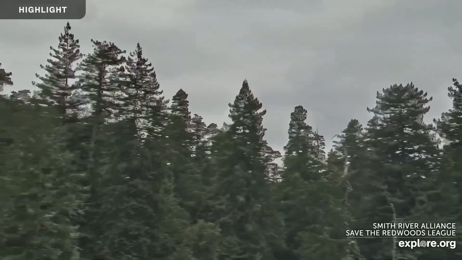 Crescent City, Jedediah Smith Redwoods State Park & Smith River Live Cam - Crescent City, Del Norte, California, USA