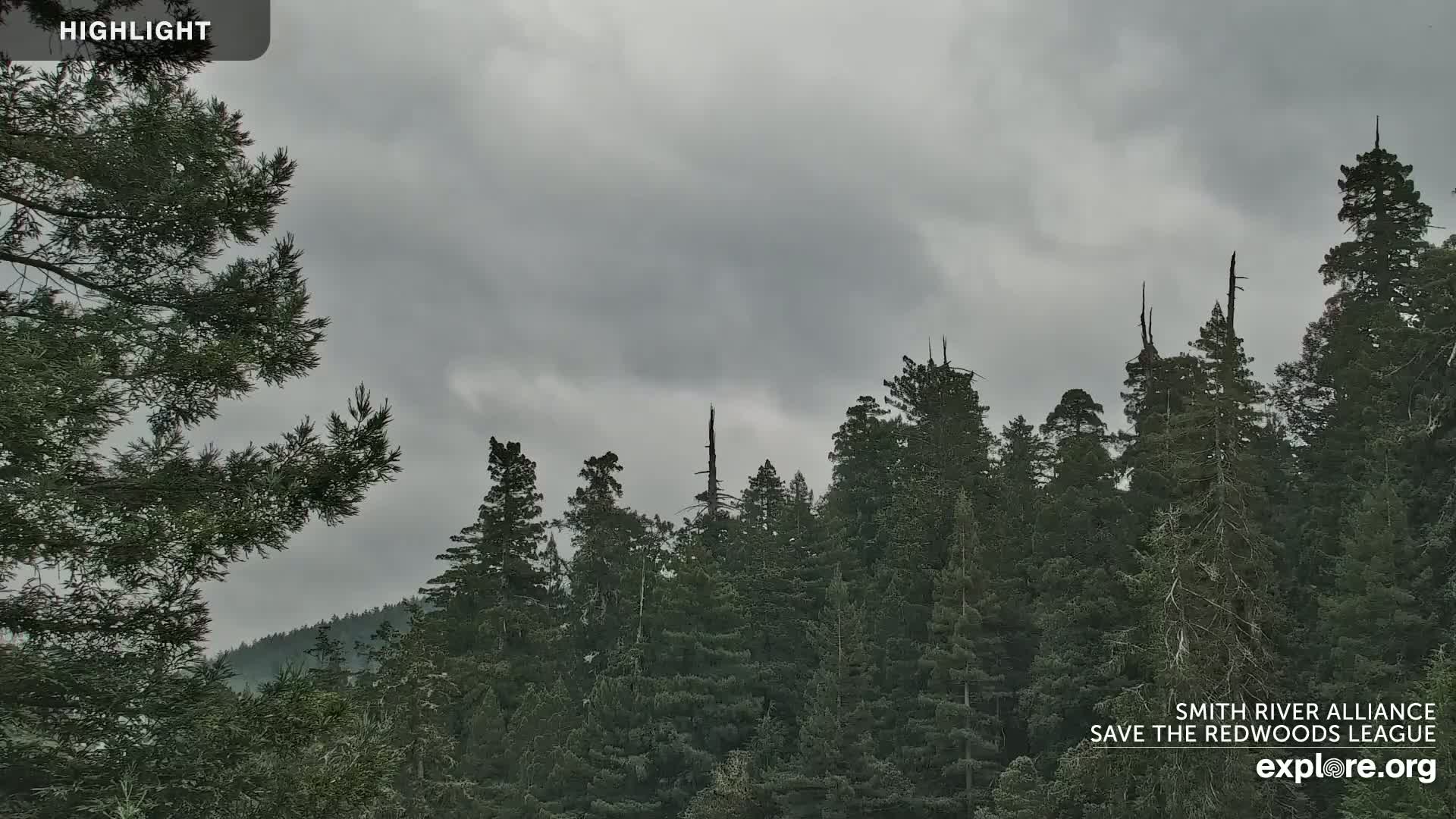 Crescent City, Jedediah Smith Redwoods State Park & Smith River Live Cam - Crescent City, Del Norte, California, USA
