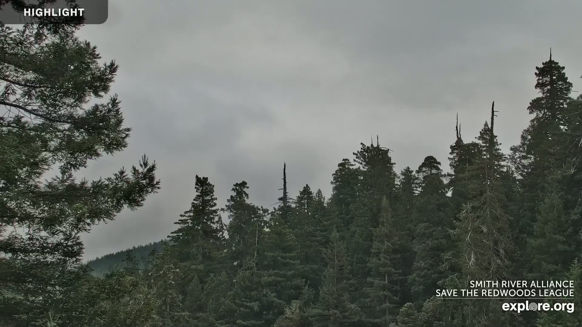 Crescent City, Jedediah Smith Redwoods State Park & Smith River Live Cam - Crescent City, Del Norte, California, USA