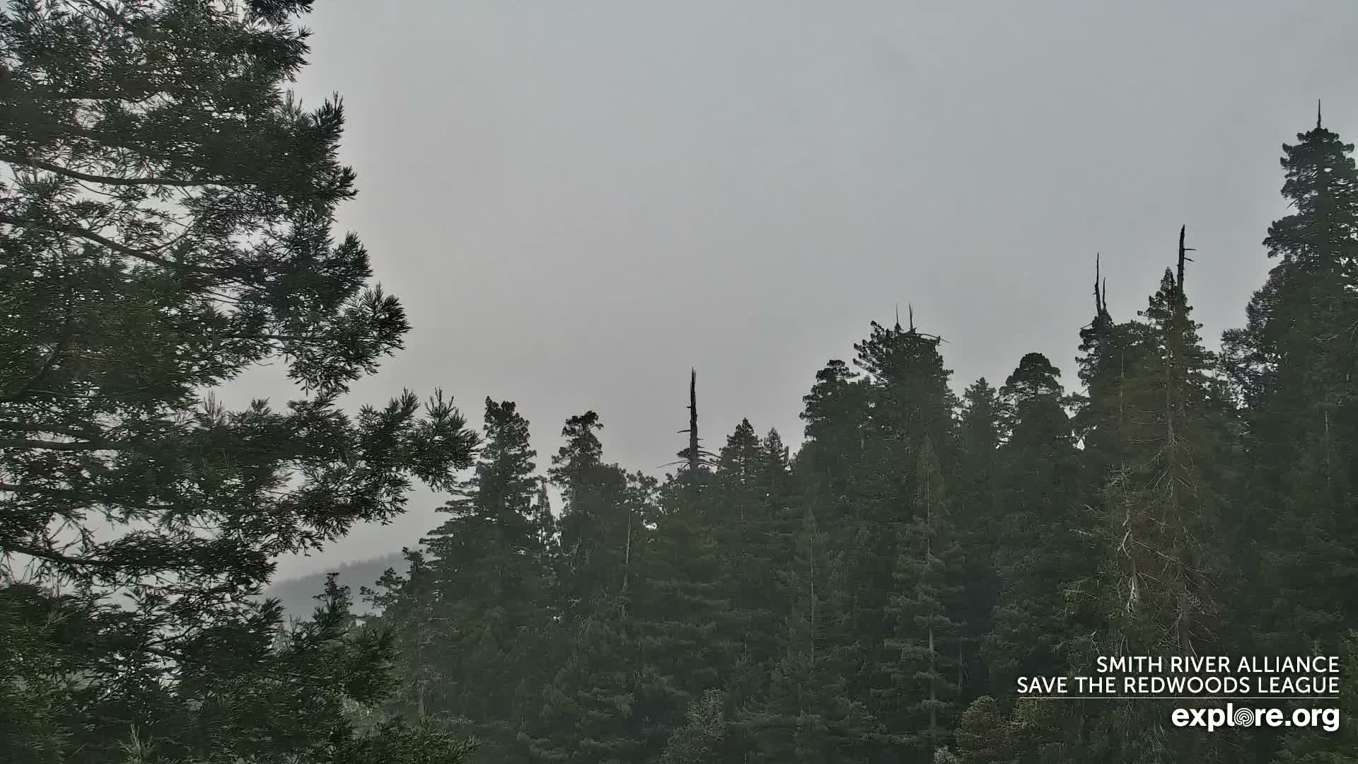 Crescent City, Jedediah Smith Redwoods State Park & Smith River Live Cam - Crescent City, Del Norte, California, USA