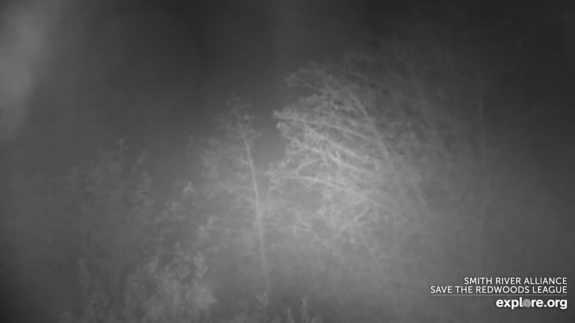 Crescent City, Jedediah Smith Redwoods State Park & Smith River Live Cam - Crescent City, Del Norte, California, USA