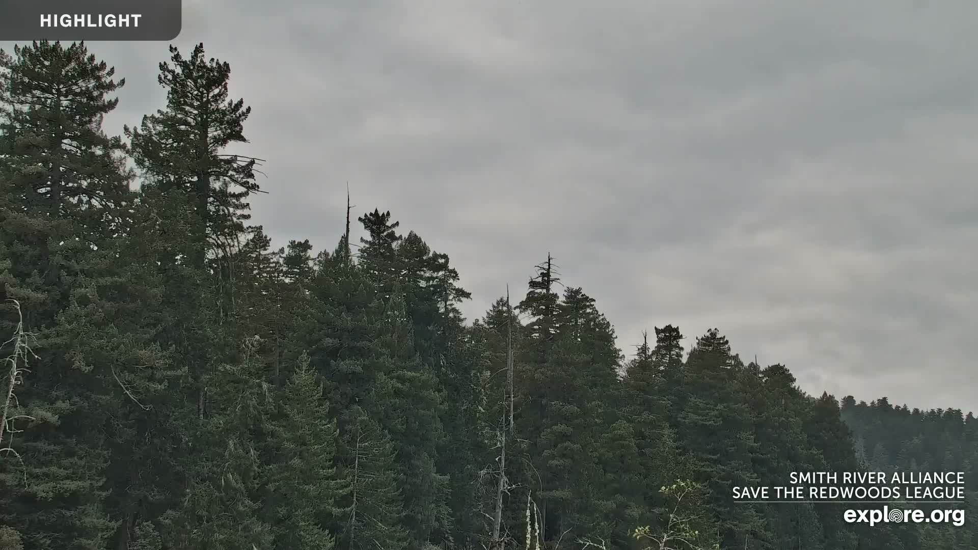Crescent City, Jedediah Smith Redwoods State Park & Smith River Live Cam - Crescent City, Del Norte, California, USA
