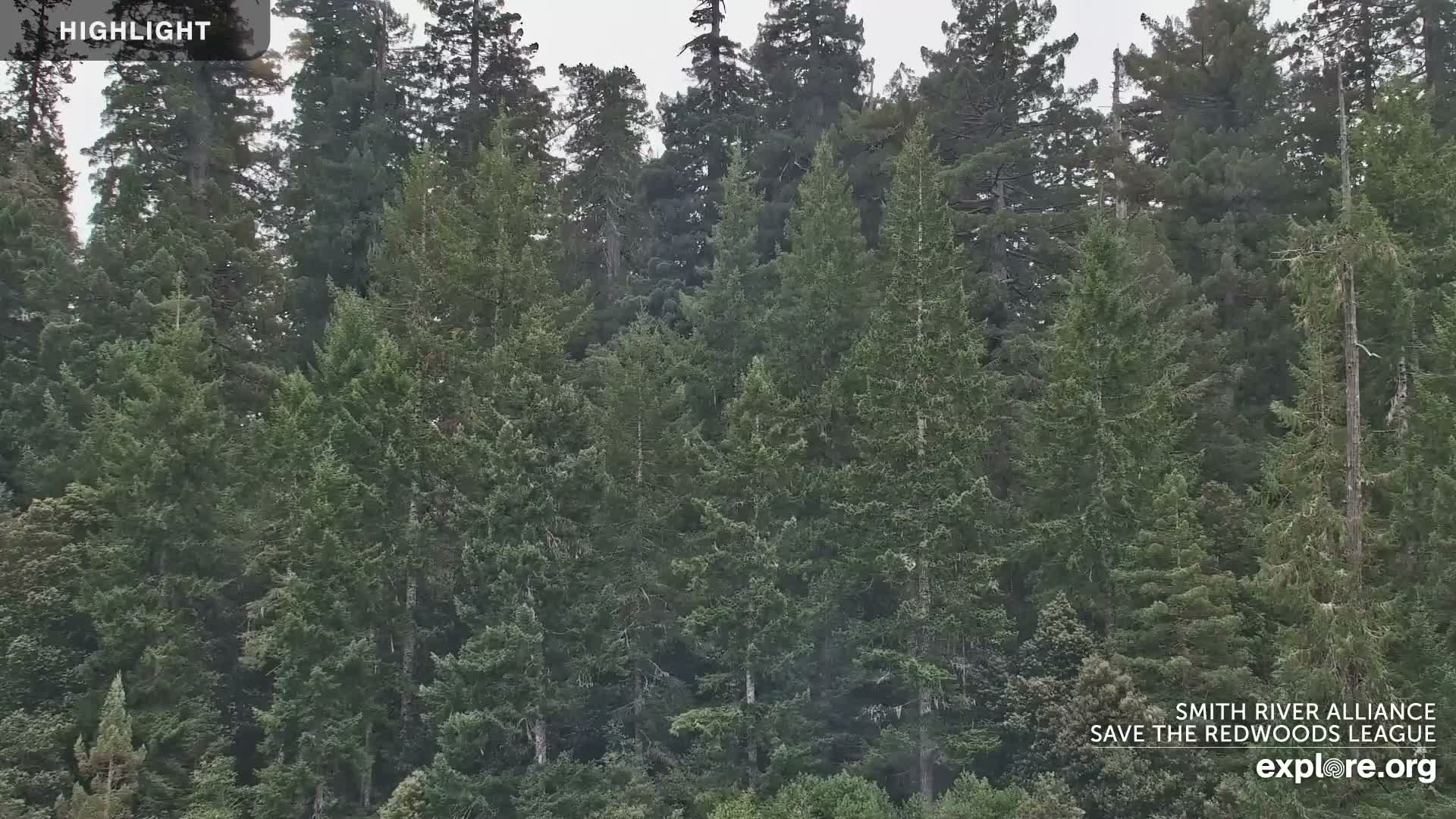 Crescent City, Jedediah Smith Redwoods State Park & Smith River Live Cam - Crescent City, Del Norte, California, USA