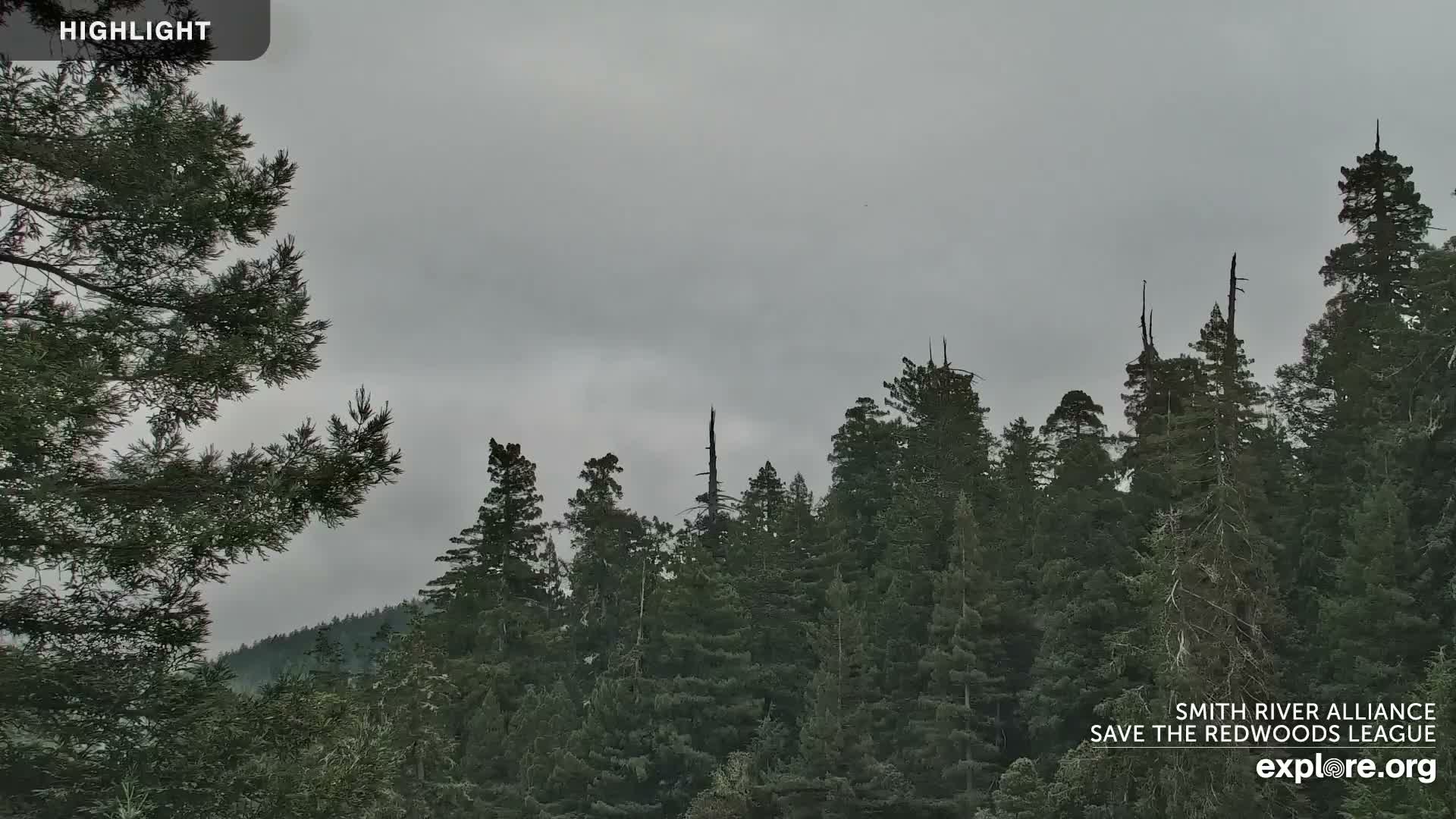 Crescent City, Jedediah Smith Redwoods State Park & Smith River Live Cam - Crescent City, Del Norte, California, USA