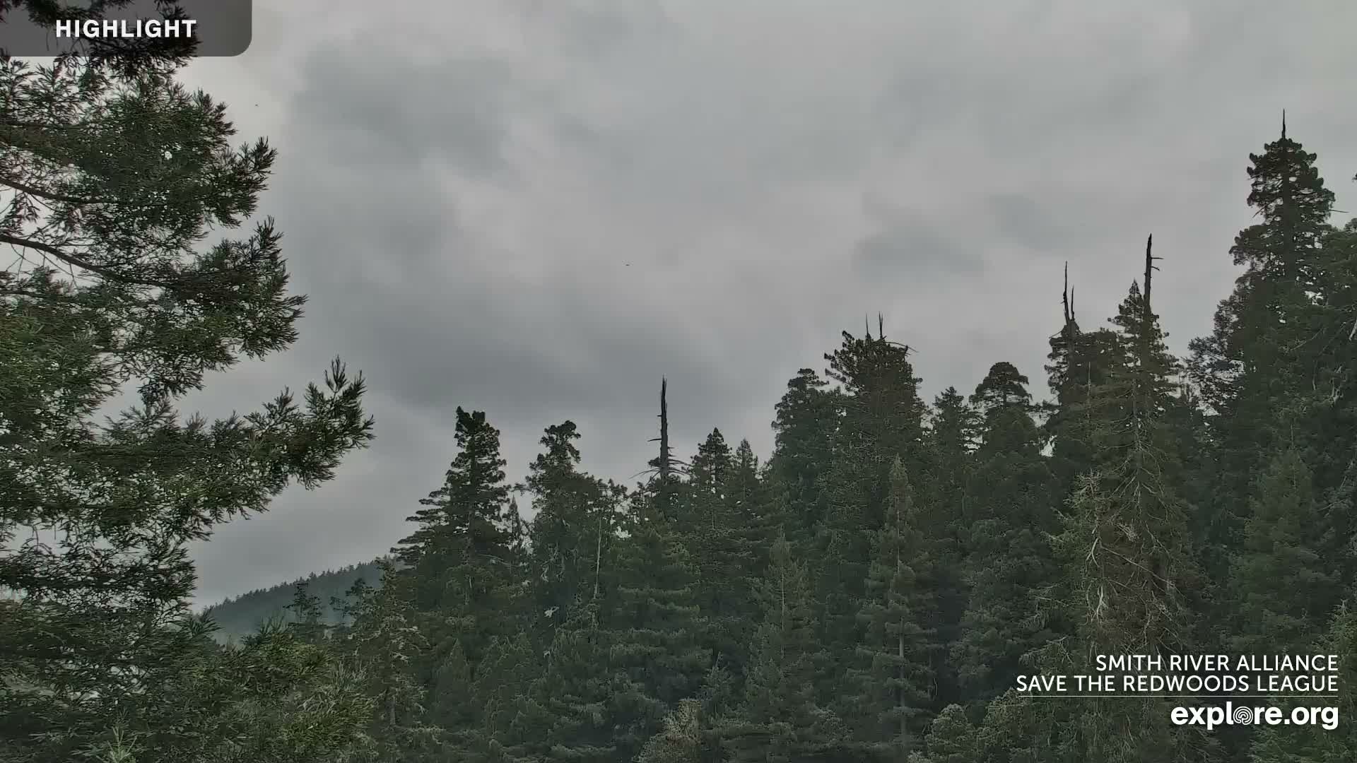 Crescent City, Jedediah Smith Redwoods State Park & Smith River Live Cam - Crescent City, Del Norte, California, USA