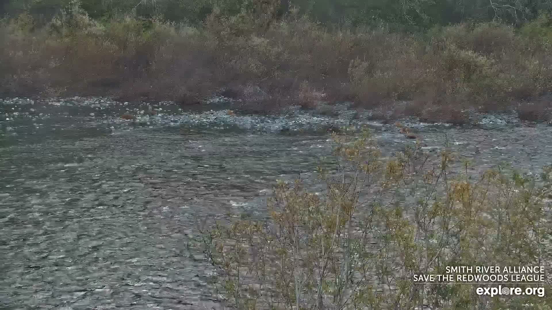 Crescent City, Jedediah Smith Redwoods State Park & Smith River Live Cam - Crescent City, Del Norte, California, USA