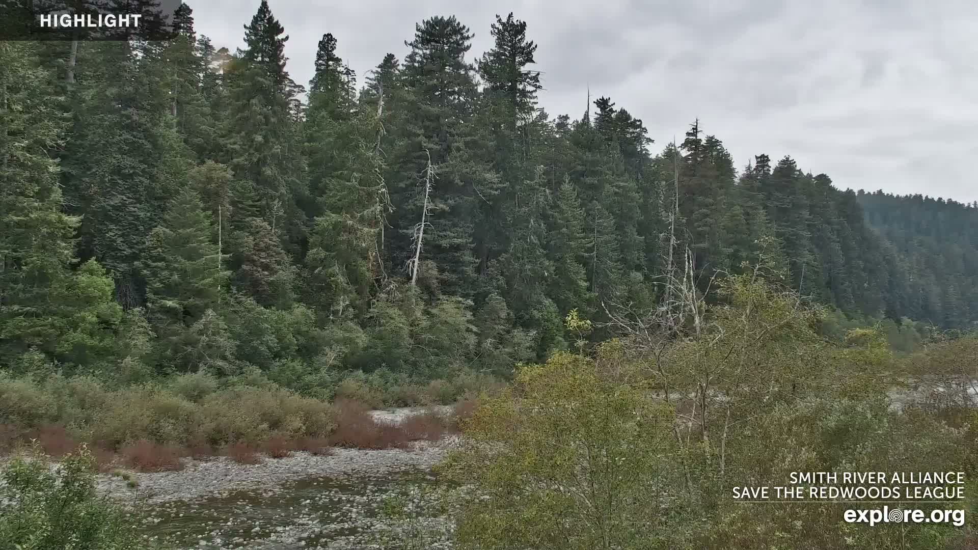 A rocky riverbed flows past a dense forest of tall evergreen trees and undergrowth, all beneath a uniformly cloudy sky.