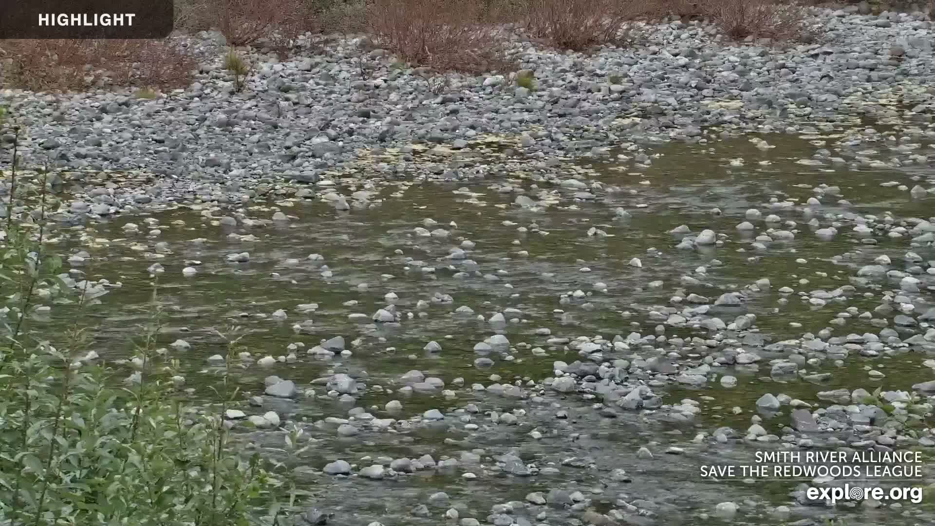 A clear, shallow river flows over numerous grey and light-colored rocks under bright, clear daytime conditions, bordered by green leafy plants in the foreground and dry brush in the background.