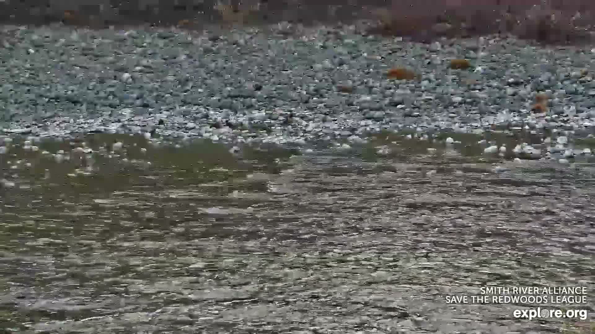 Crescent City, Jedediah Smith Redwoods State Park & Smith River Live Cam - Crescent City, Del Norte, California, USA