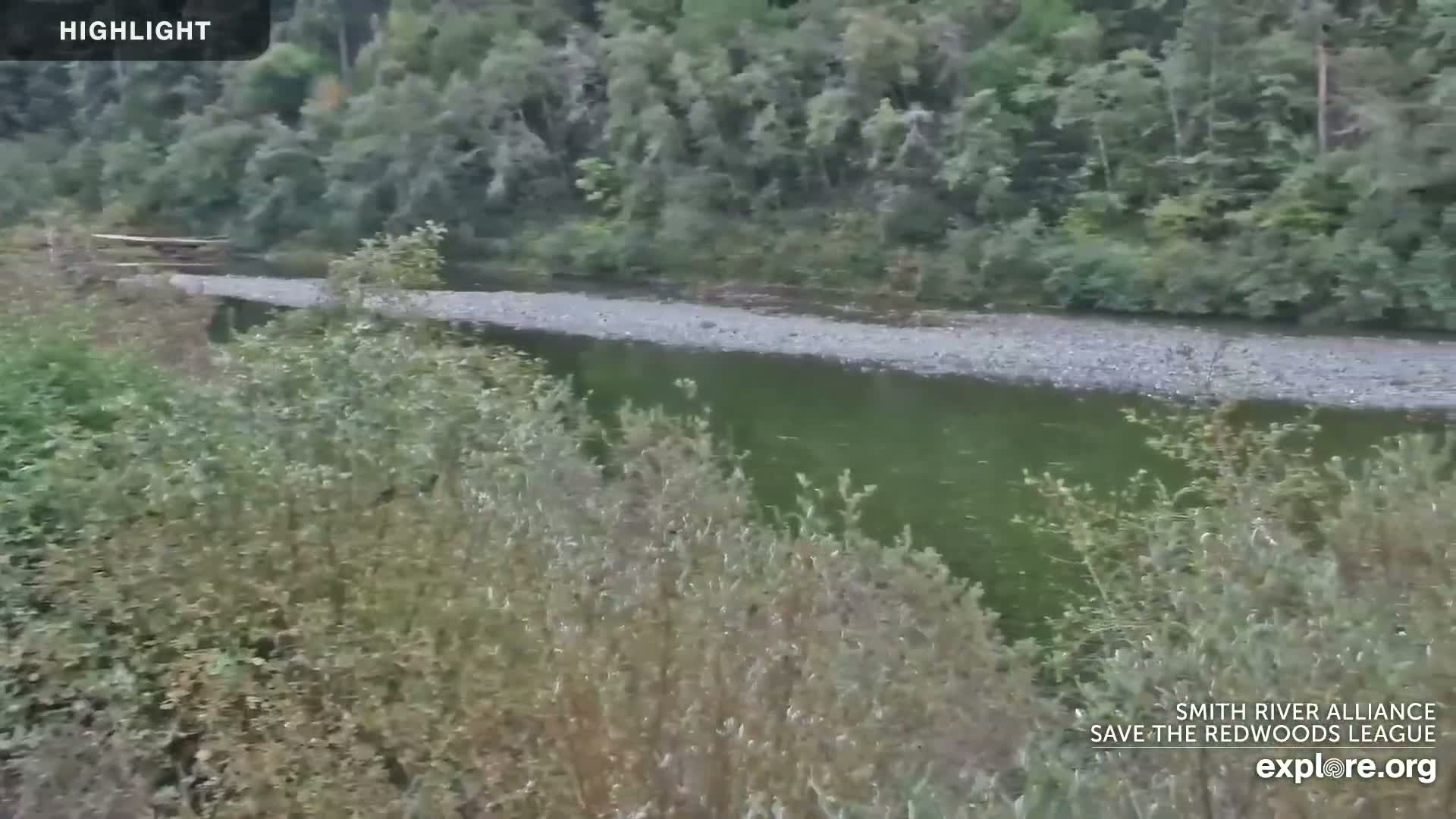 A calm green river with a wide pebbled bank flows through a dense forest under overcast skies, with bushy vegetation filling the foreground.