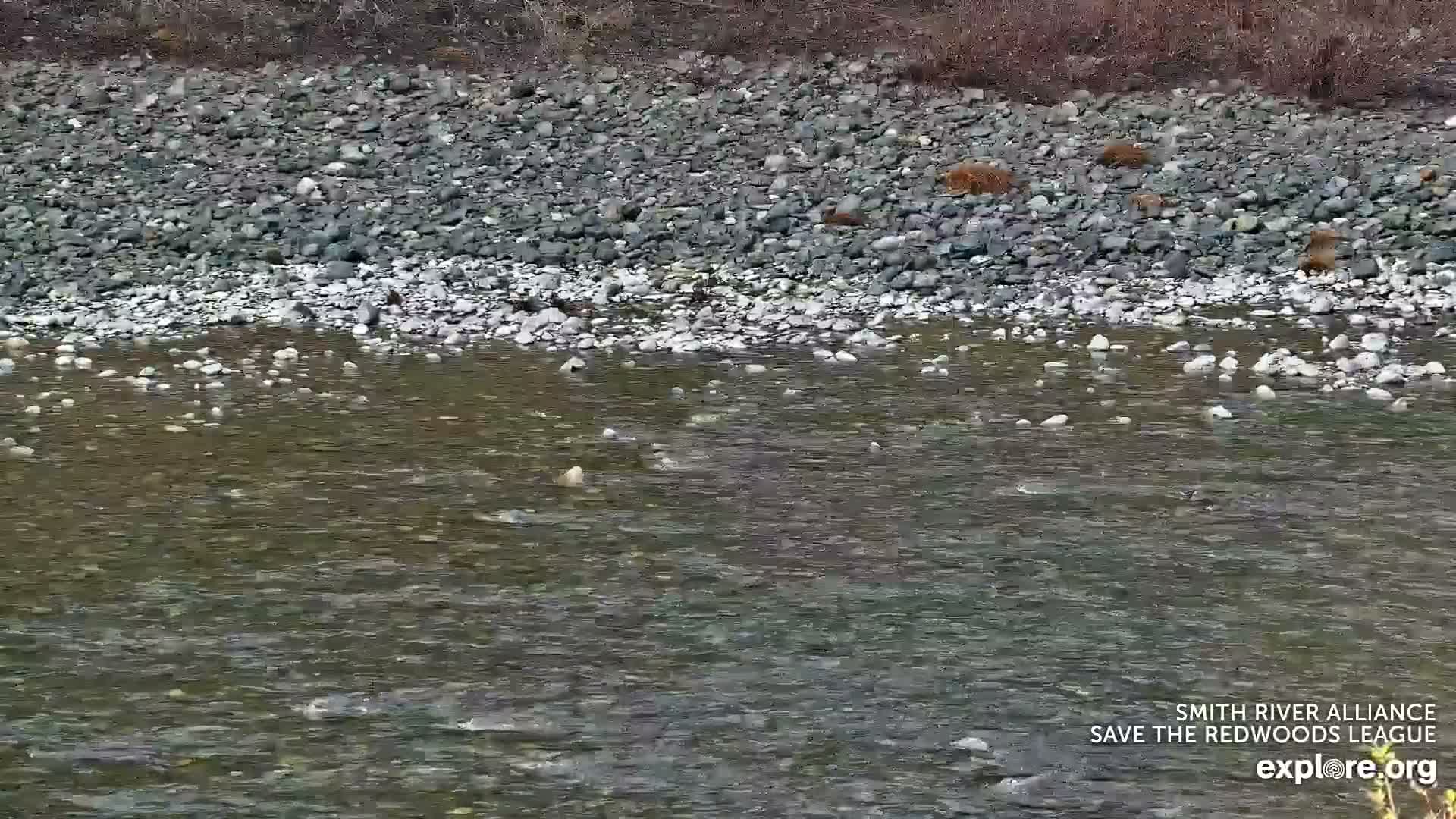 Crescent City, Jedediah Smith Redwoods State Park & Smith River Live Cam - Crescent City, Del Norte, California, USA