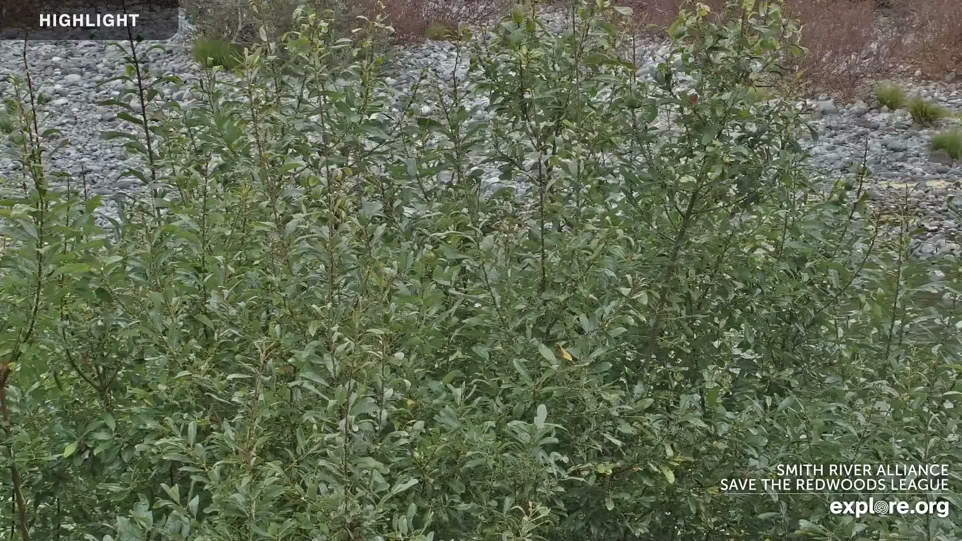 Crescent City, Jedediah Smith Redwoods State Park & Smith River Live Cam - Crescent City, Del Norte, California, USA