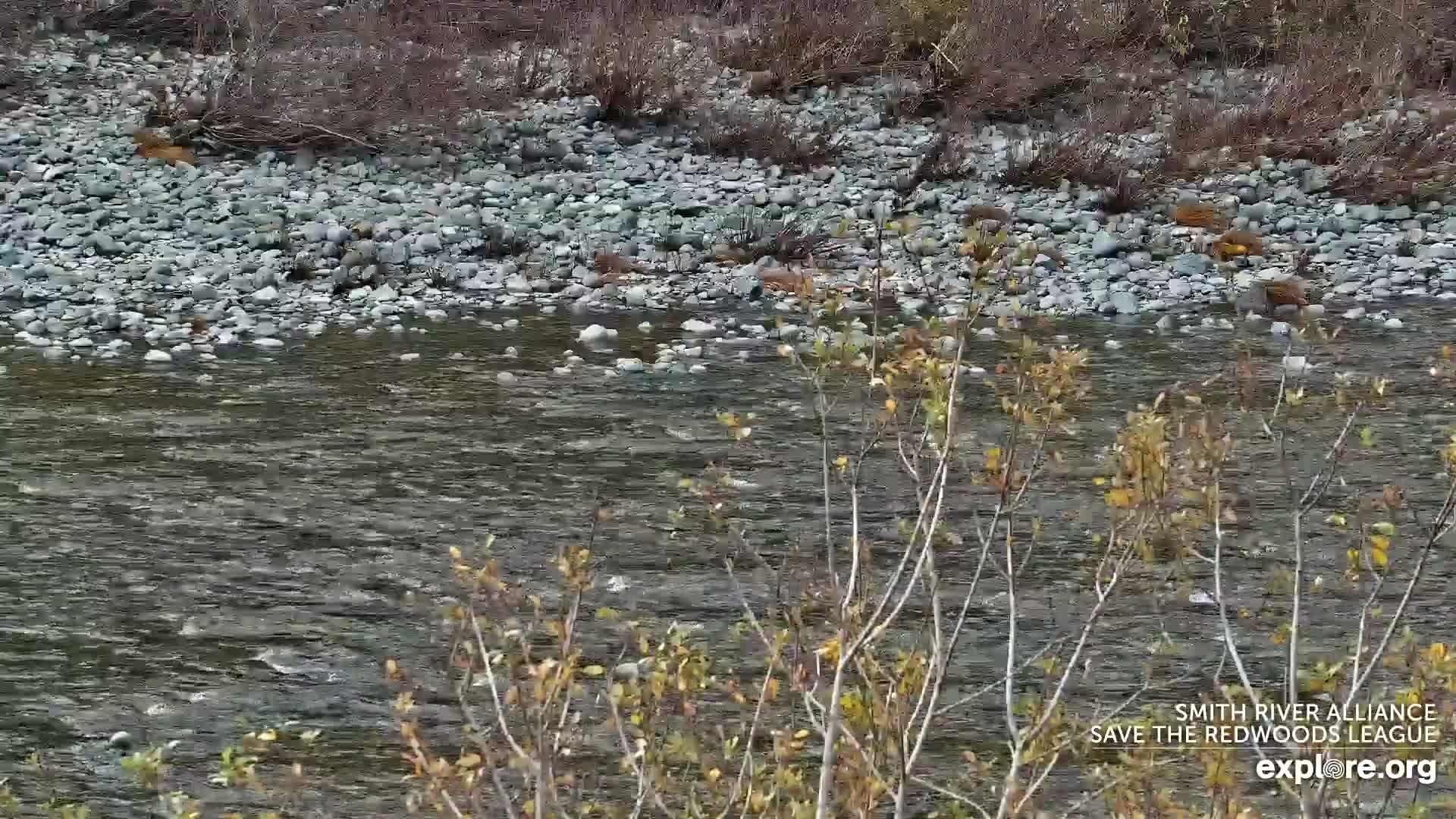 Crescent City, Jedediah Smith Redwoods State Park & Smith River Live Cam - Crescent City, Del Norte, California, USA