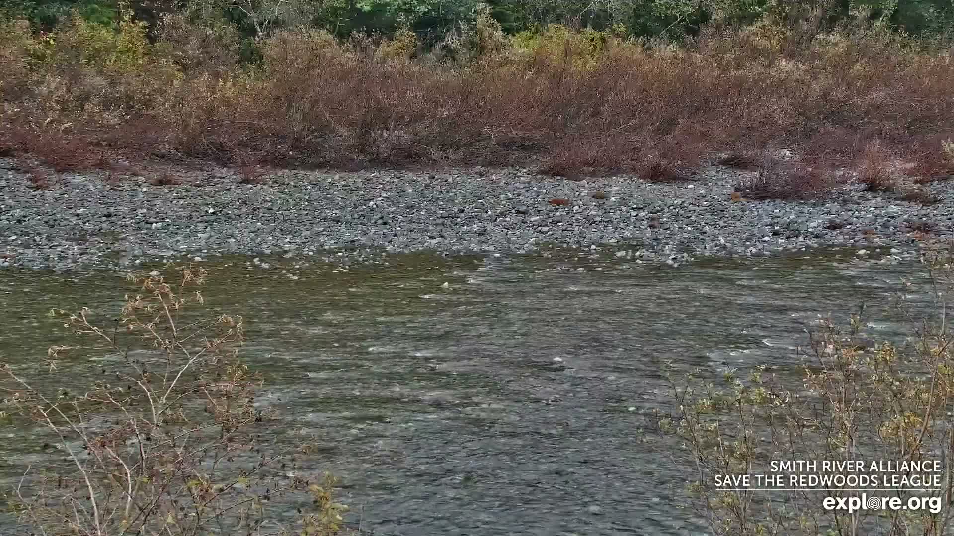 Crescent City, Jedediah Smith Redwoods State Park & Smith River Live Cam - Crescent City, Del Norte, California, USA
