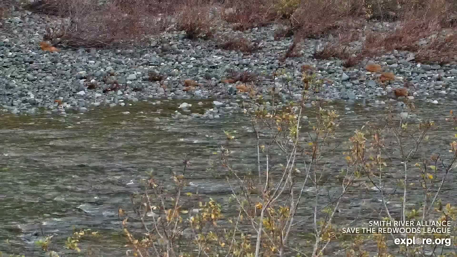 Crescent City, Jedediah Smith Redwoods State Park & Smith River Live Cam - Crescent City, Del Norte, California, USA
