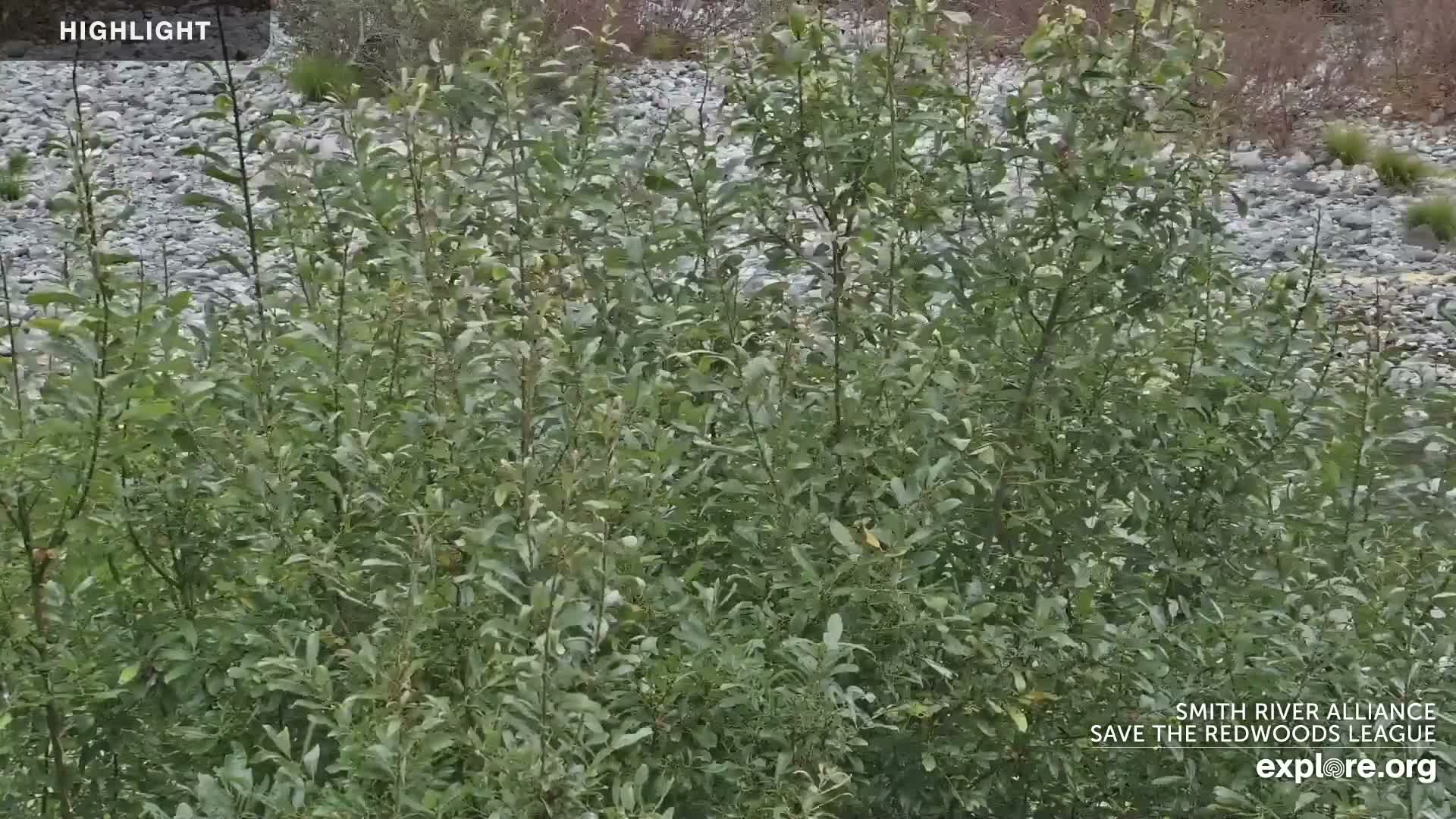 Crescent City, Jedediah Smith Redwoods State Park & Smith River Live Cam - Crescent City, Del Norte, California, USA