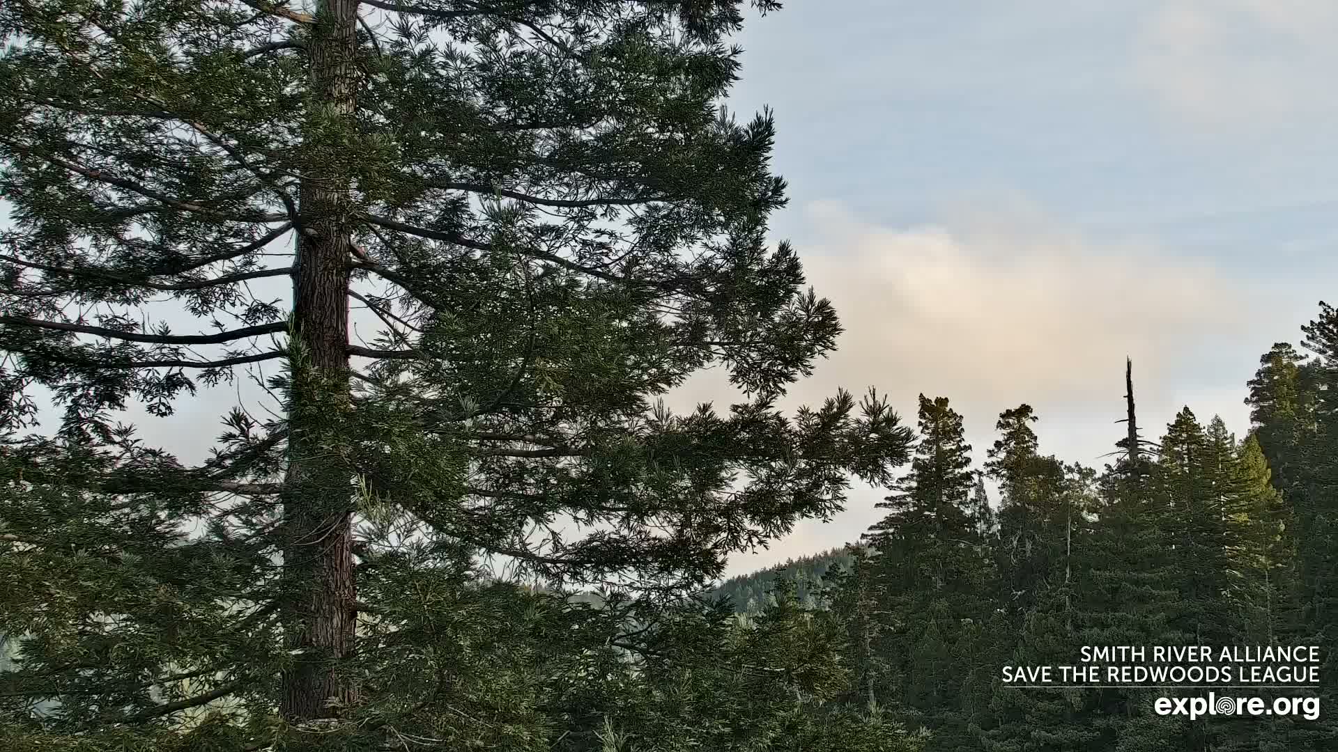 Crescent City, Jedediah Smith Redwoods State Park & Smith River Live Cam - Crescent City, Del Norte, California, USA