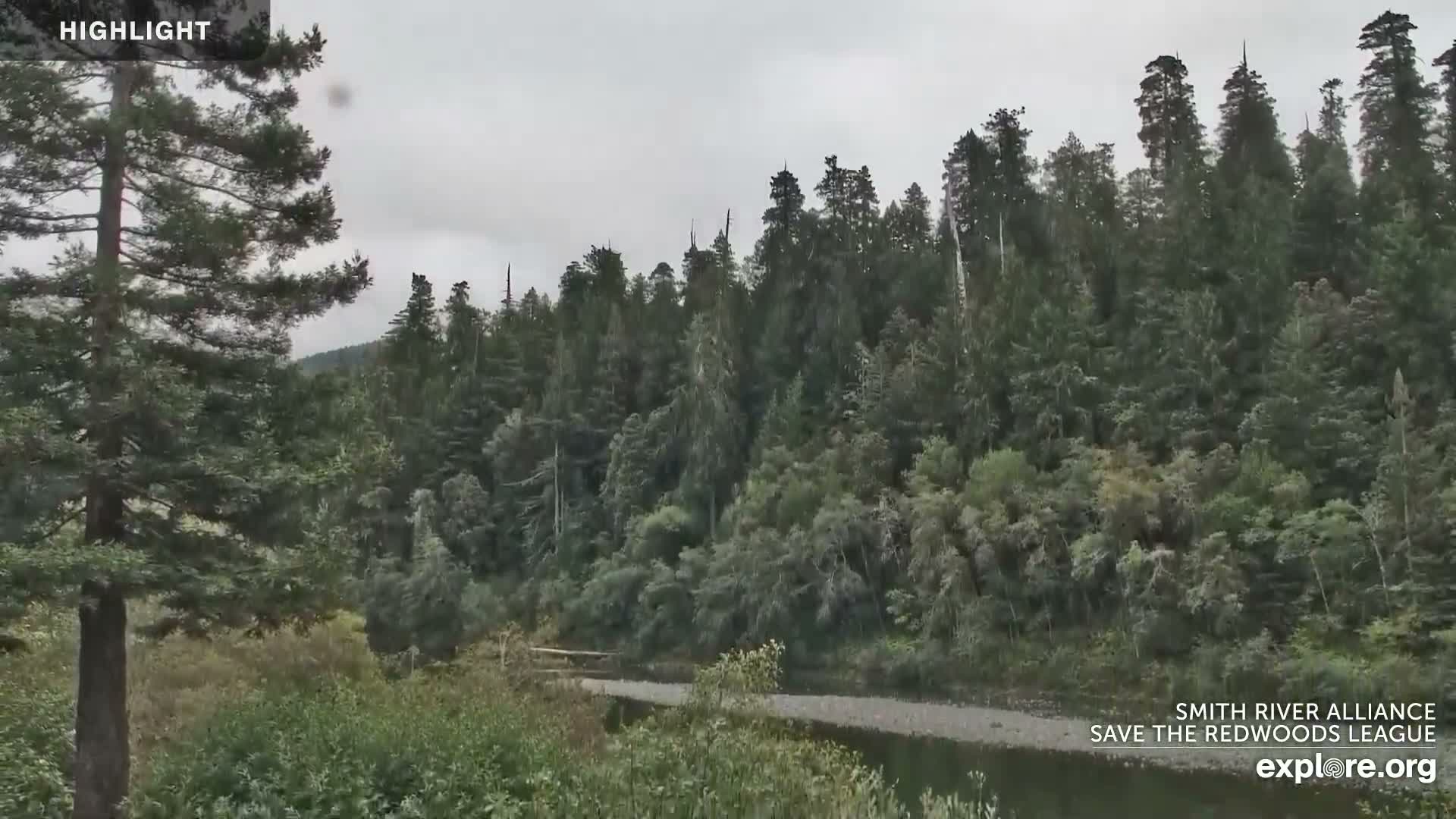 A calm green river with a wide pebbled bank flows through a dense forest under overcast skies, with bushy vegetation filling the foreground.