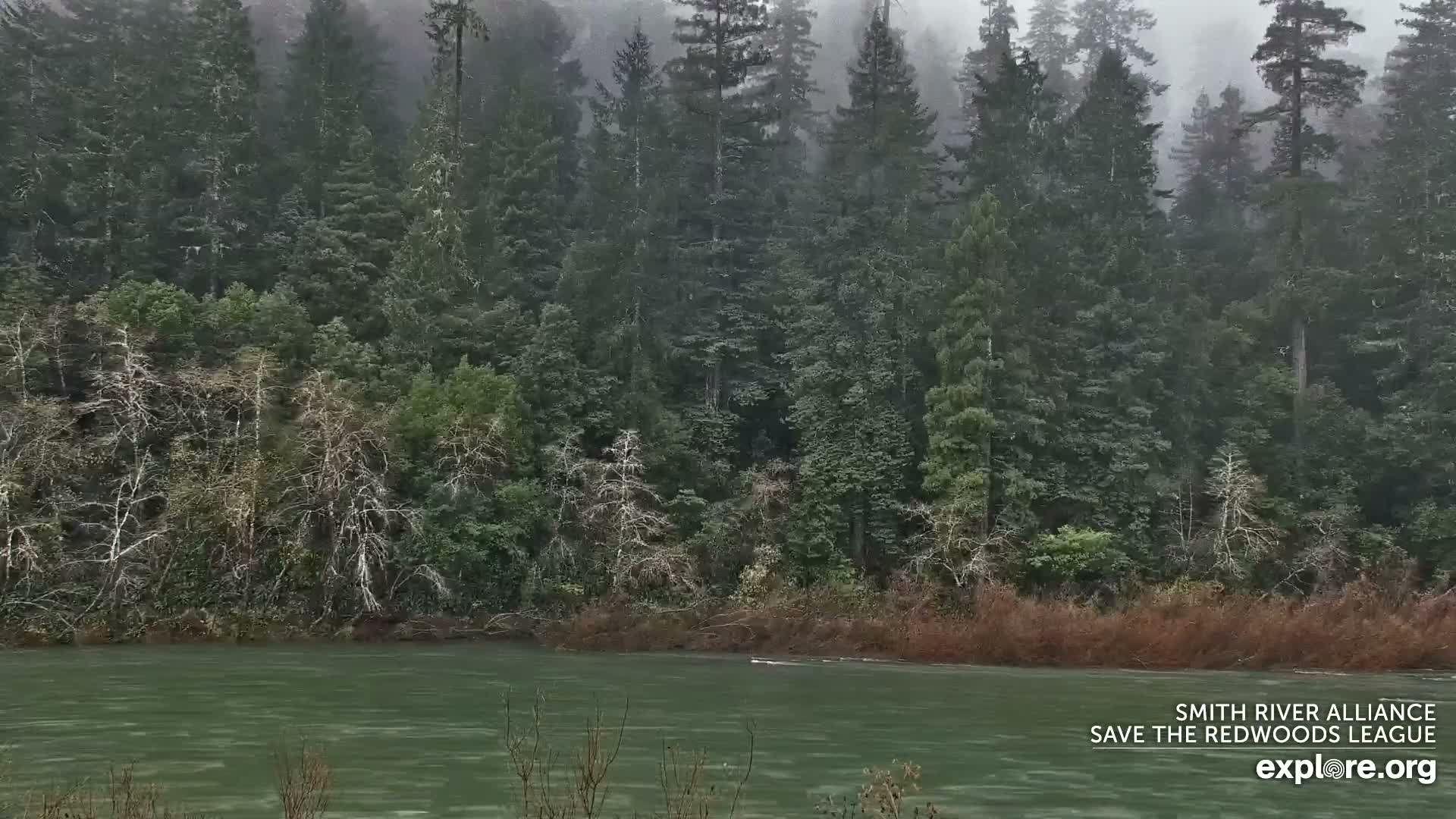 Crescent City, Jedediah Smith Redwoods State Park & Smith River Live Cam - Crescent City, Del Norte, California, USA