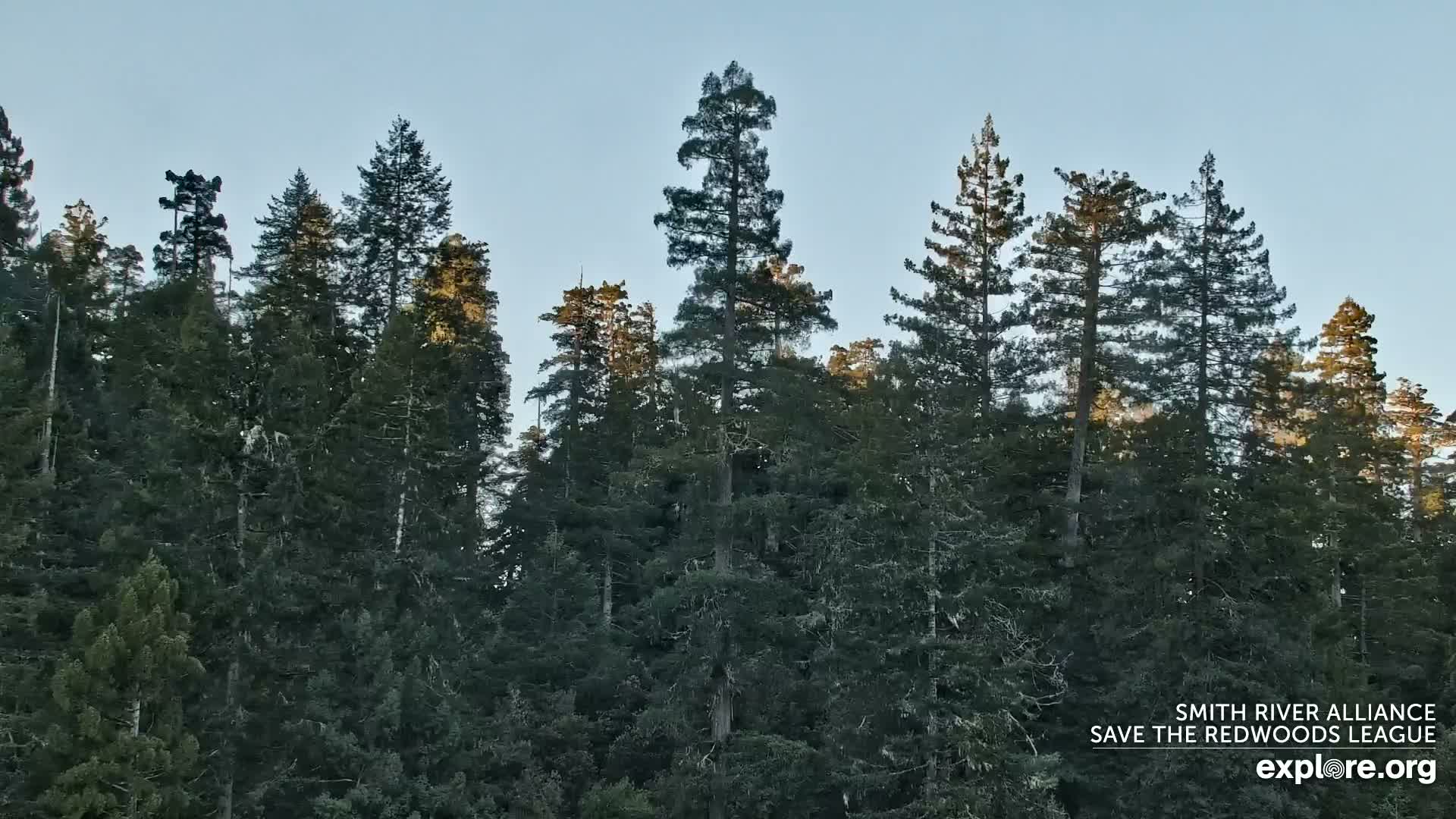 Crescent City, Jedediah Smith Redwoods State Park & Smith River Live Cam - Crescent City, Del Norte, California, USA