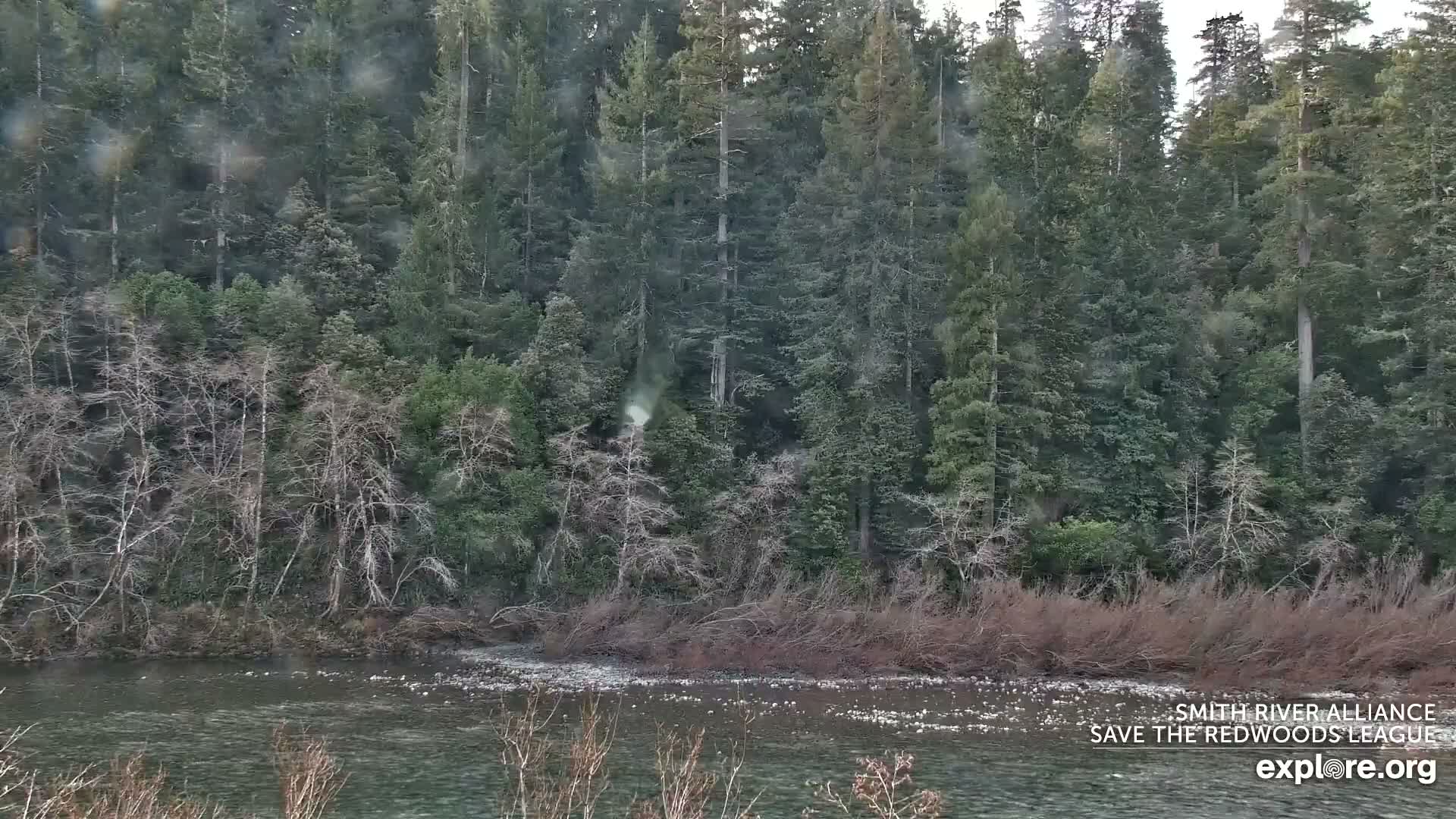 Crescent City, Jedediah Smith Redwoods State Park & Smith River Live Cam - Crescent City, Del Norte, California, USA