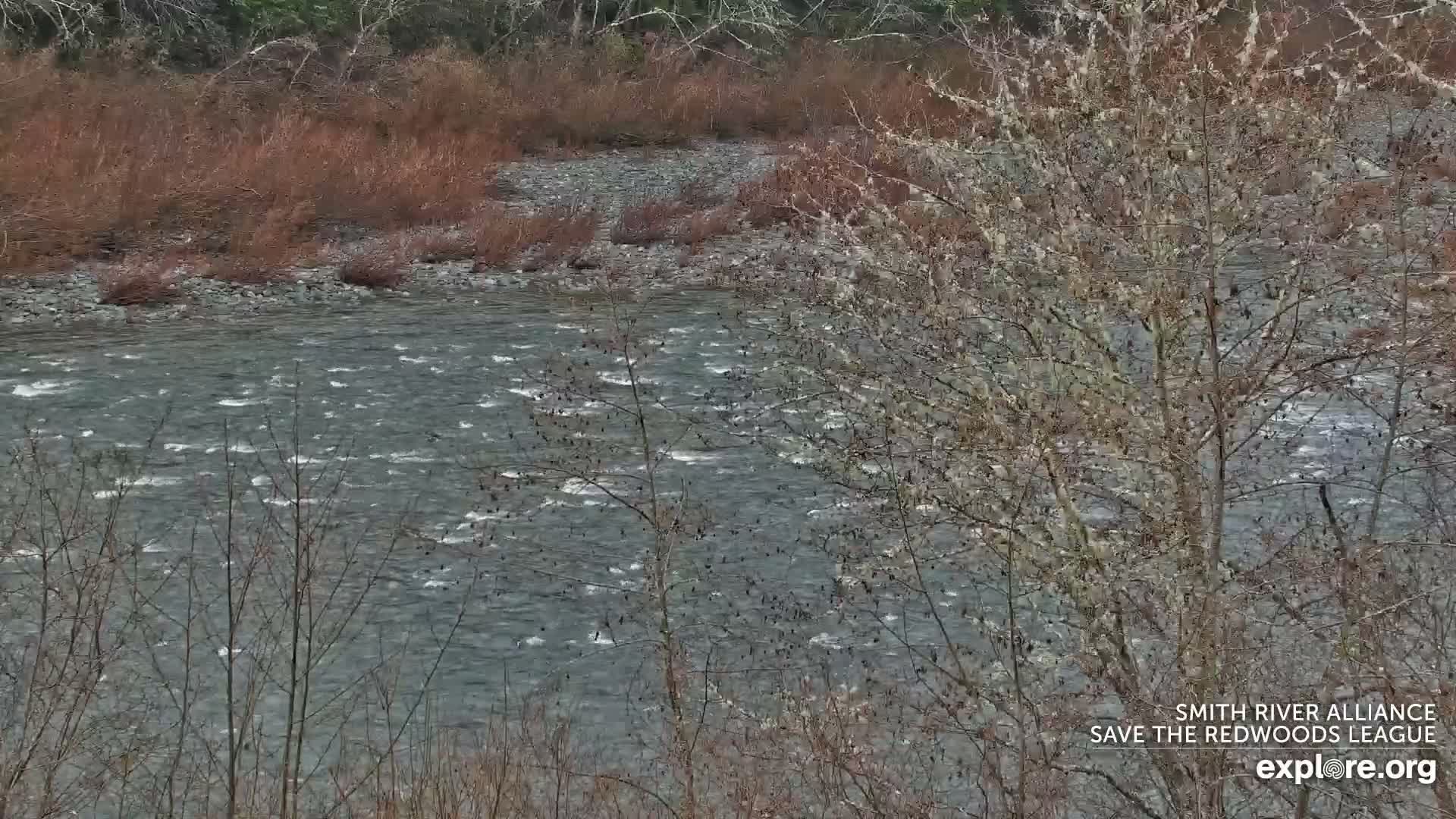 Crescent City, Jedediah Smith Redwoods State Park & Smith River Live Cam - Crescent City, Del Norte, California, USA