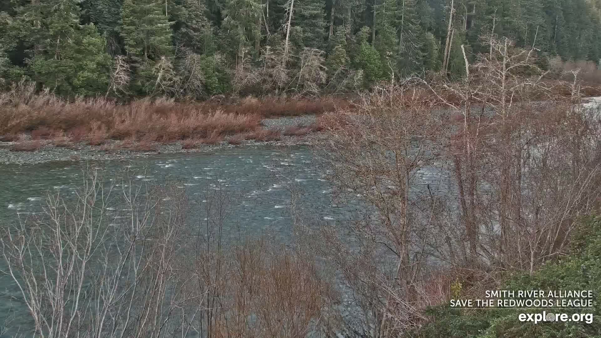 Crescent City, Jedediah Smith Redwoods State Park & Smith River Live Cam - Crescent City, Del Norte, California, USA