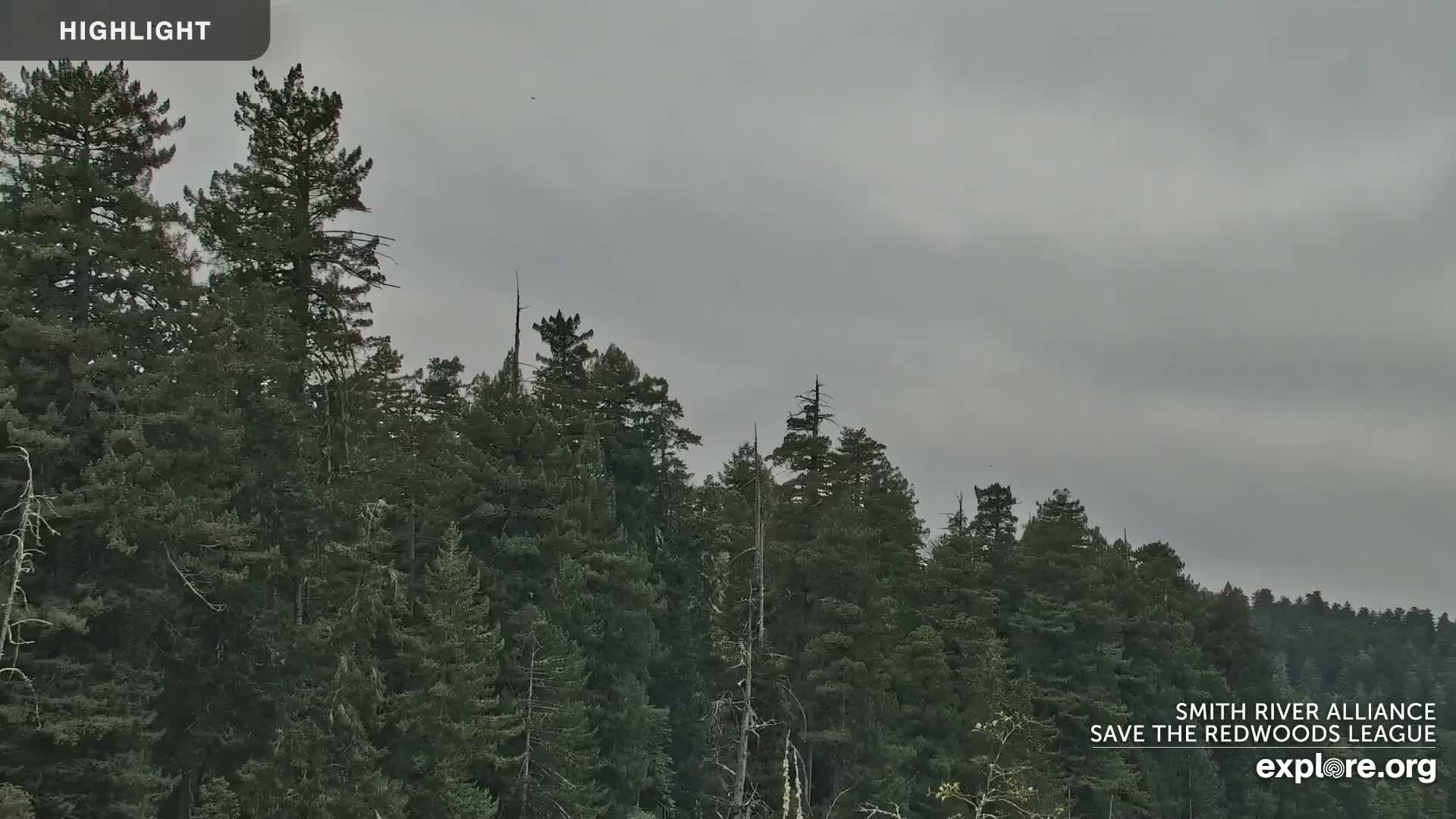 Crescent City, Jedediah Smith Redwoods State Park & Smith River Live Cam - Crescent City, Del Norte, California, USA