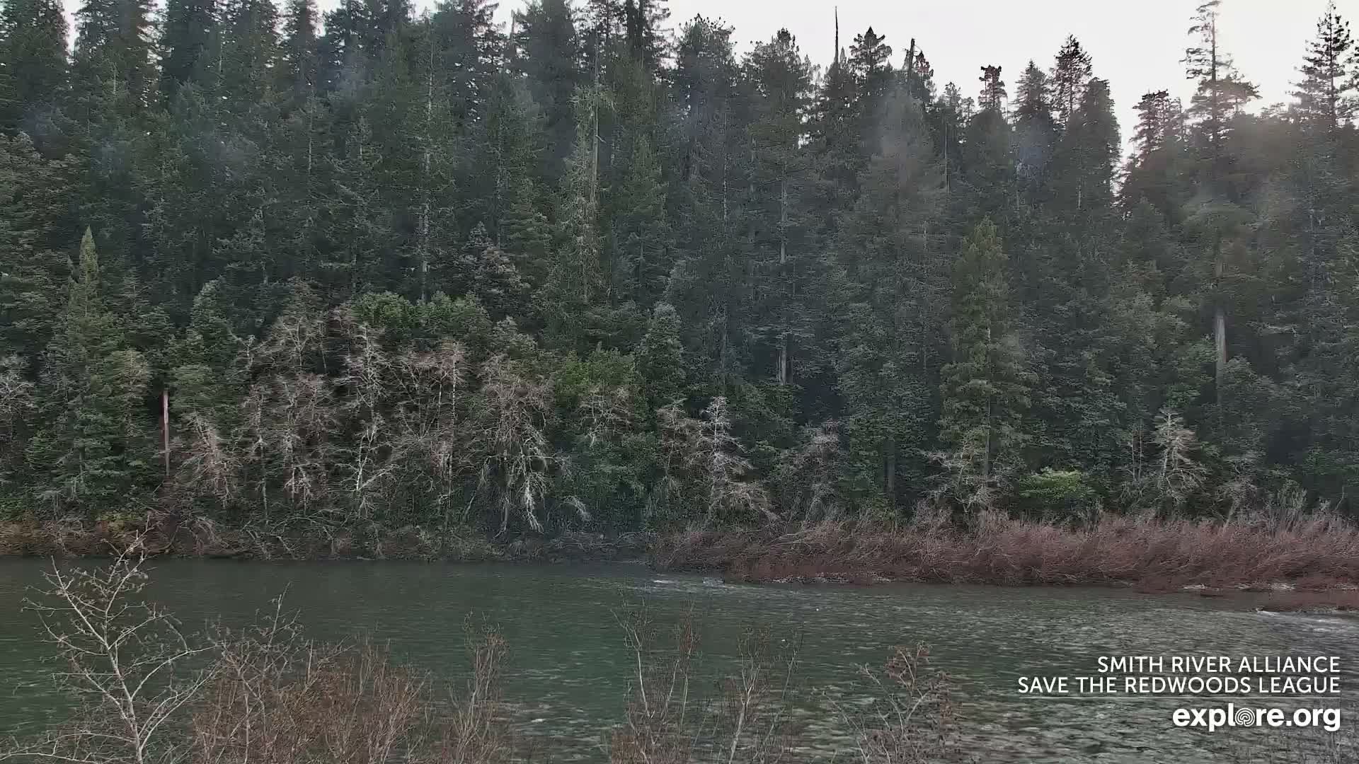 Crescent City, Jedediah Smith Redwoods State Park & Smith River Live Cam - Crescent City, Del Norte, California, USA