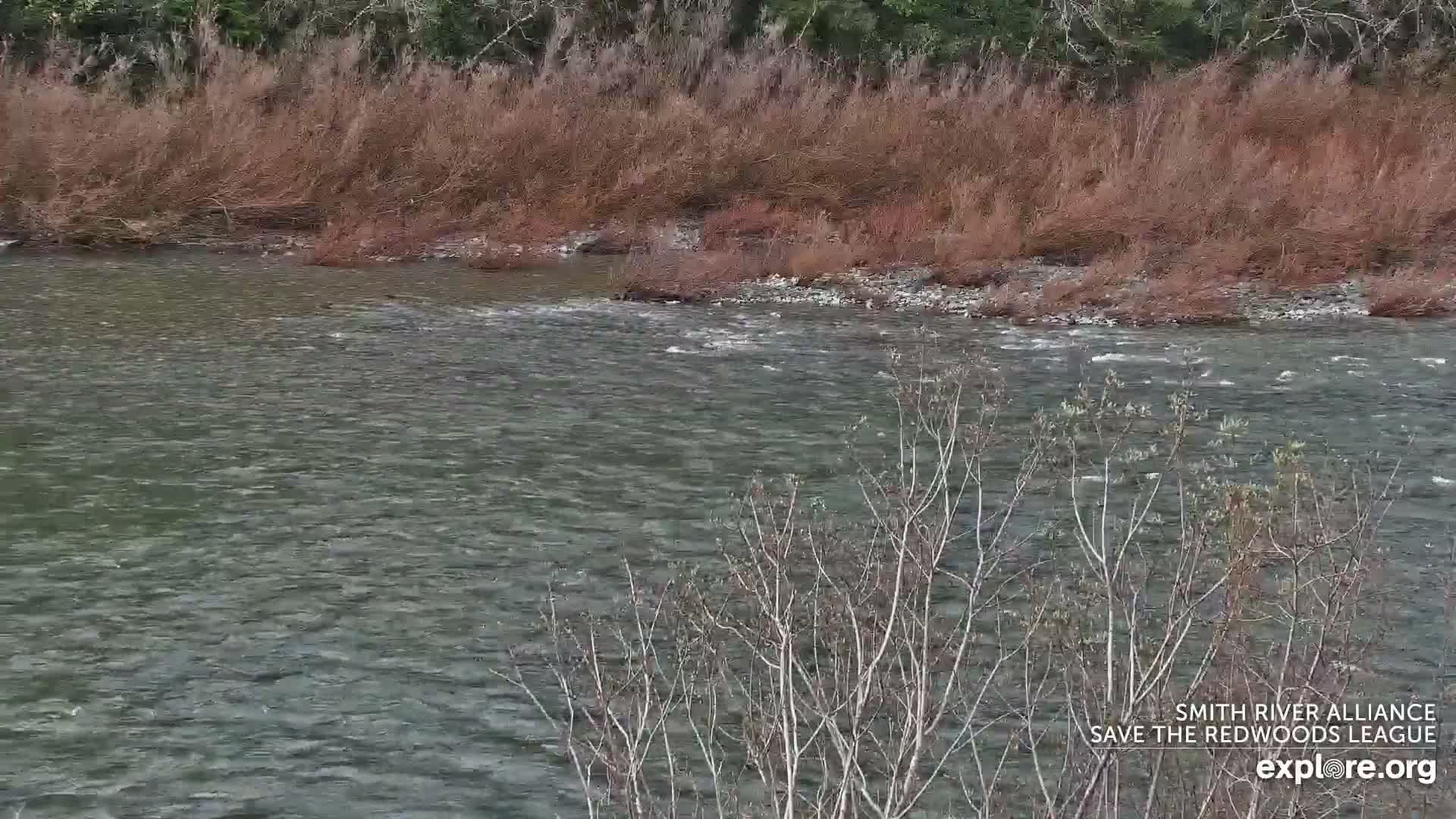 Crescent City, Jedediah Smith Redwoods State Park & Smith River Live Cam - Crescent City, Del Norte, California, USA