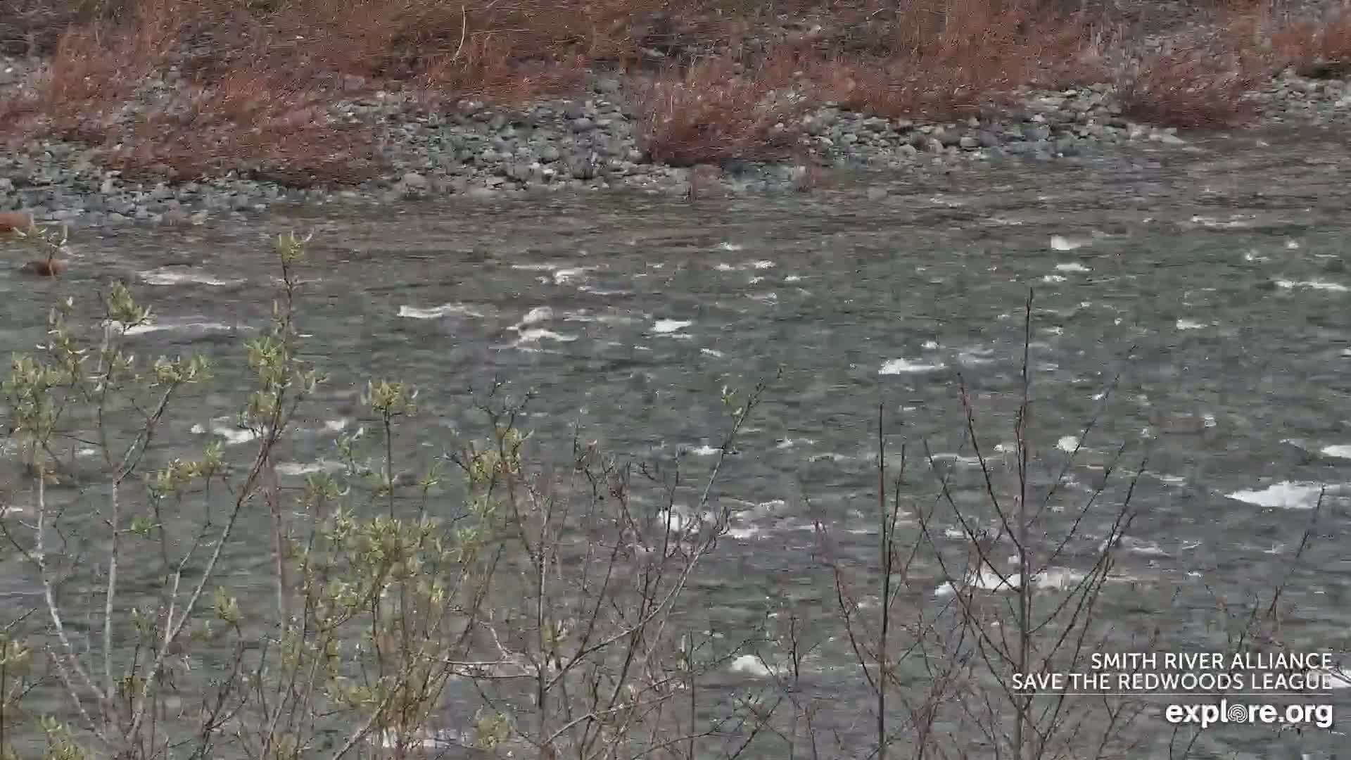Crescent City, Jedediah Smith Redwoods State Park & Smith River Live Cam - Crescent City, Del Norte, California, USA
