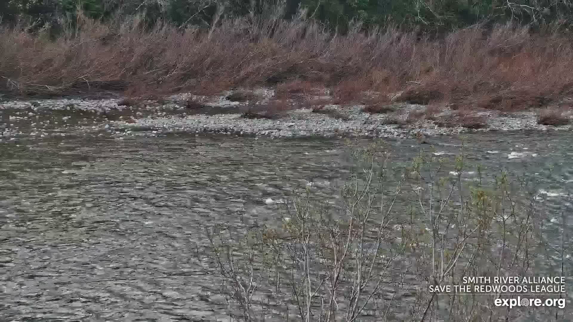 Crescent City, Jedediah Smith Redwoods State Park & Smith River Live Cam - Crescent City, Del Norte, California, USA