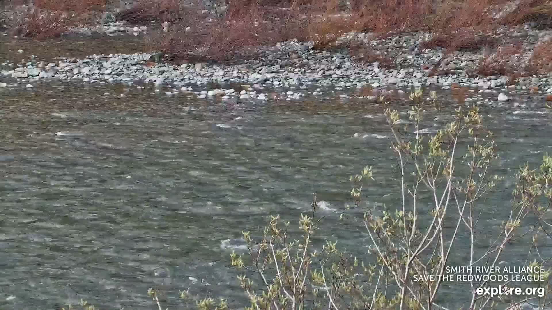 Crescent City, Jedediah Smith Redwoods State Park & Smith River Live Cam - Crescent City, Del Norte, California, USA