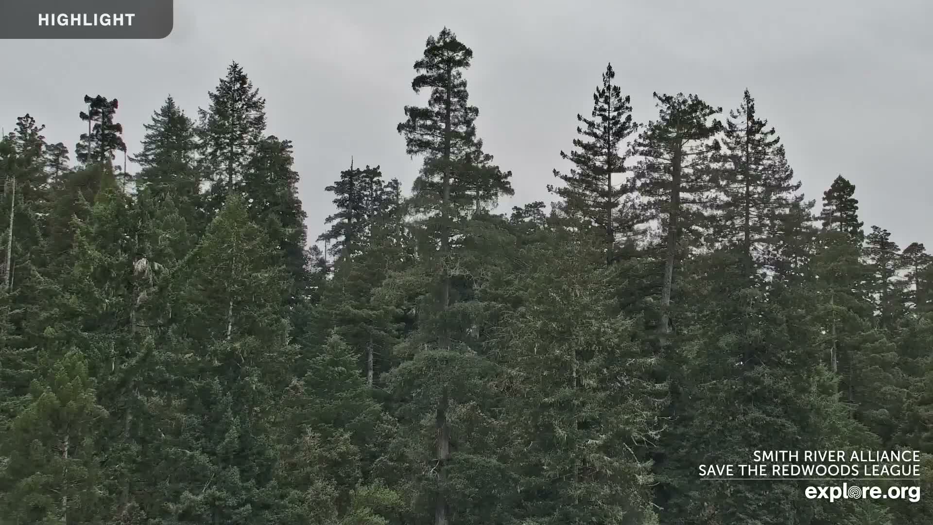 Crescent City, Jedediah Smith Redwoods State Park & Smith River Live Cam - Crescent City, Del Norte, California, USA