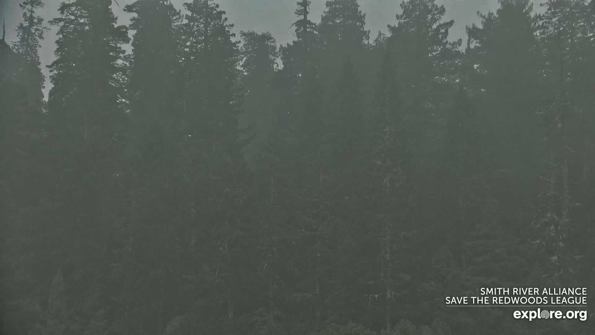 Crescent City, Jedediah Smith Redwoods State Park & Smith River Live Cam - Crescent City, Del Norte, California, USA